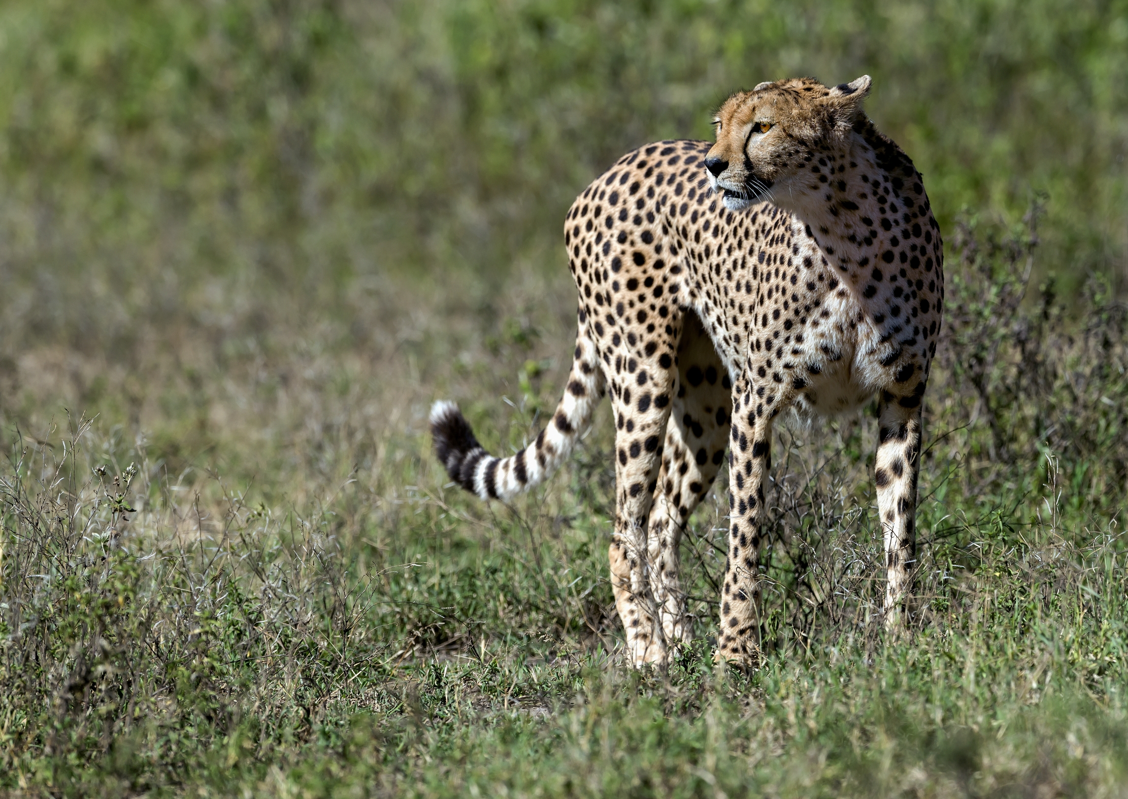 Tanzania 2016 - Cheetah