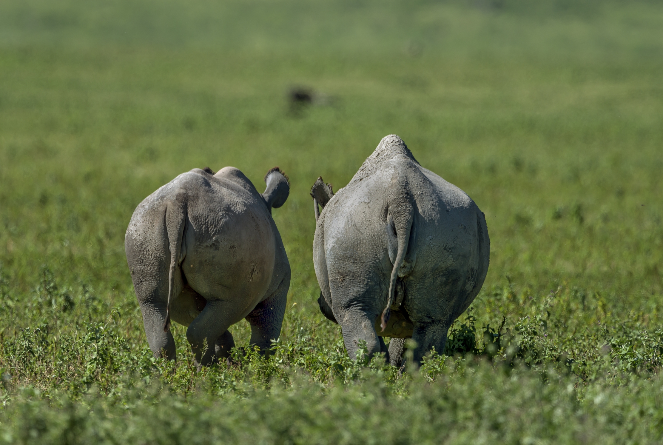 Tanzania 2016 - Nel Ngorongoro crater