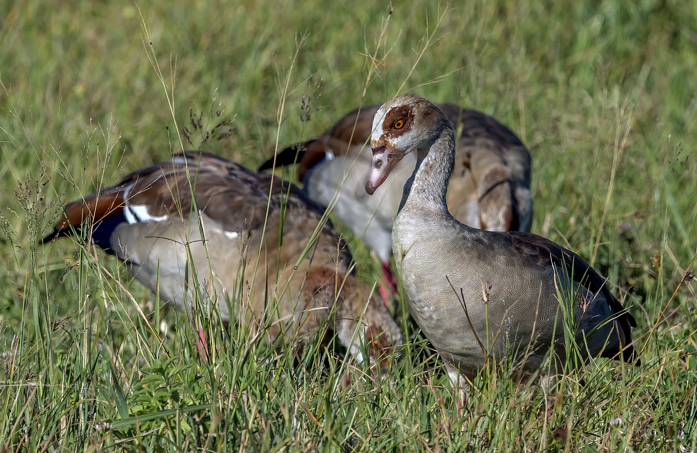 Tanzania 2016 - Oche del Nilo