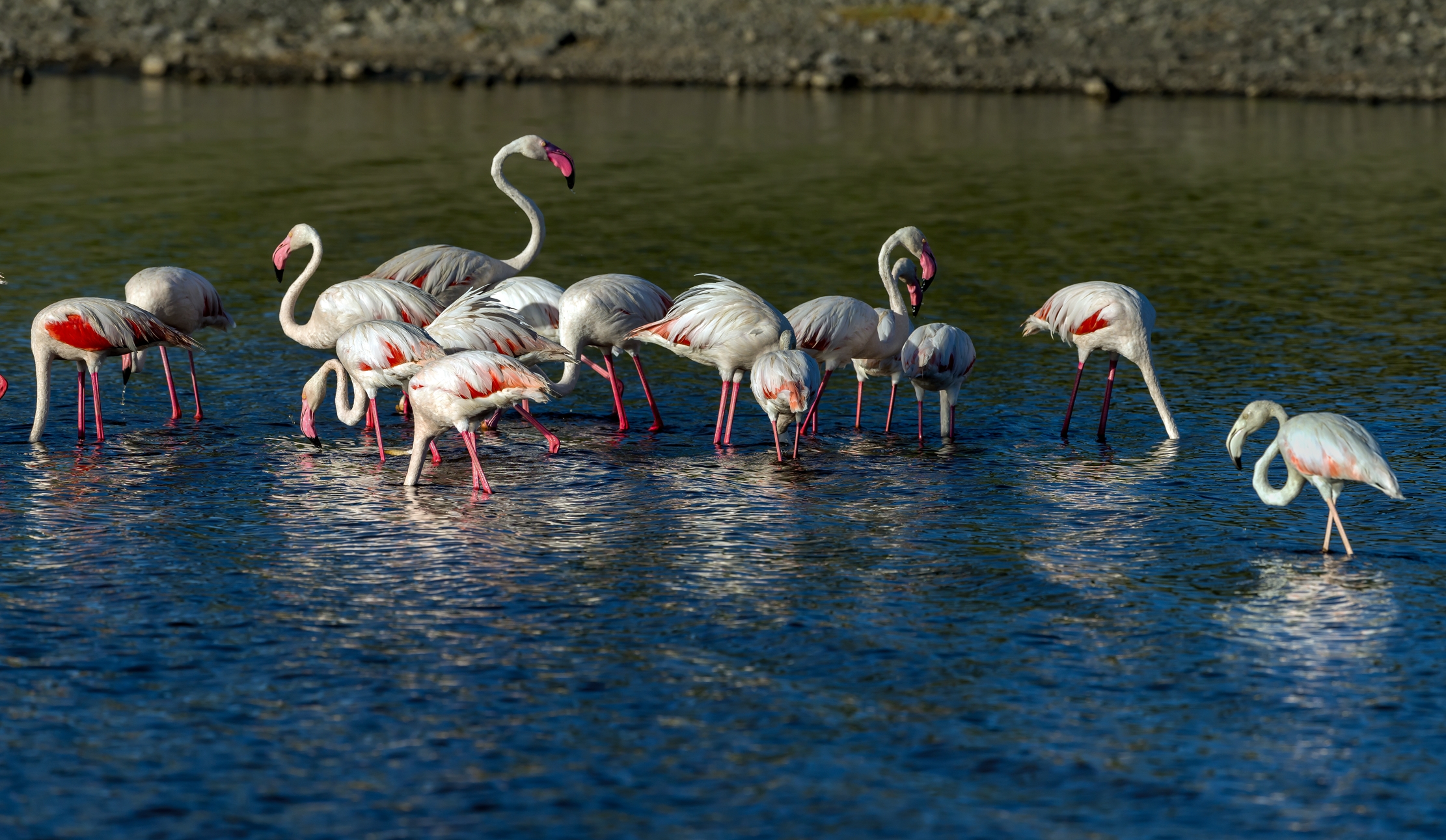 Tanzania 2016 - Fenicotteri
