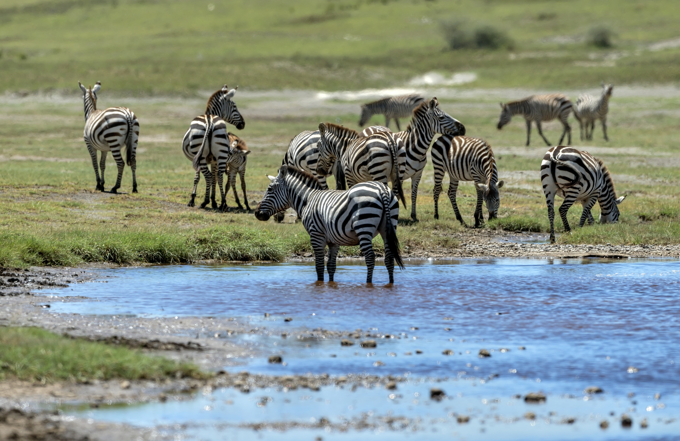 Tanzania 2016 - Zebras