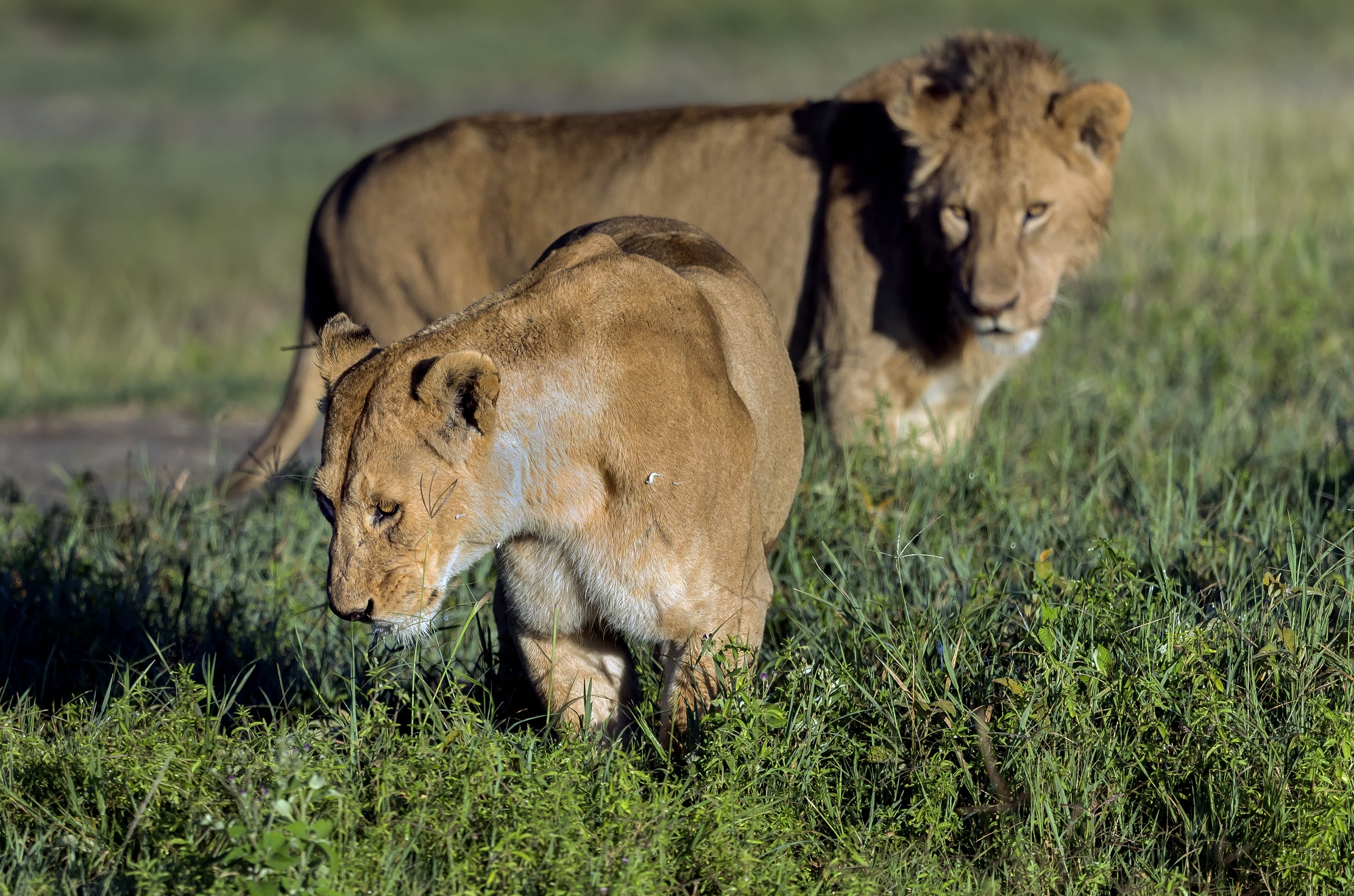 Tanzania 2016 - Nel Ngorongoro crater