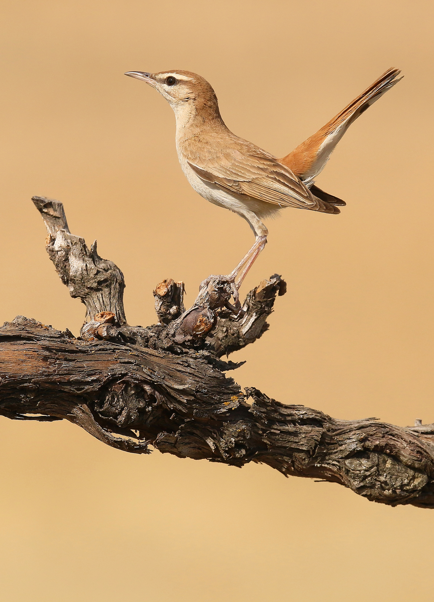 Nightingale of Africa. Shed the Torrecilla. 2016