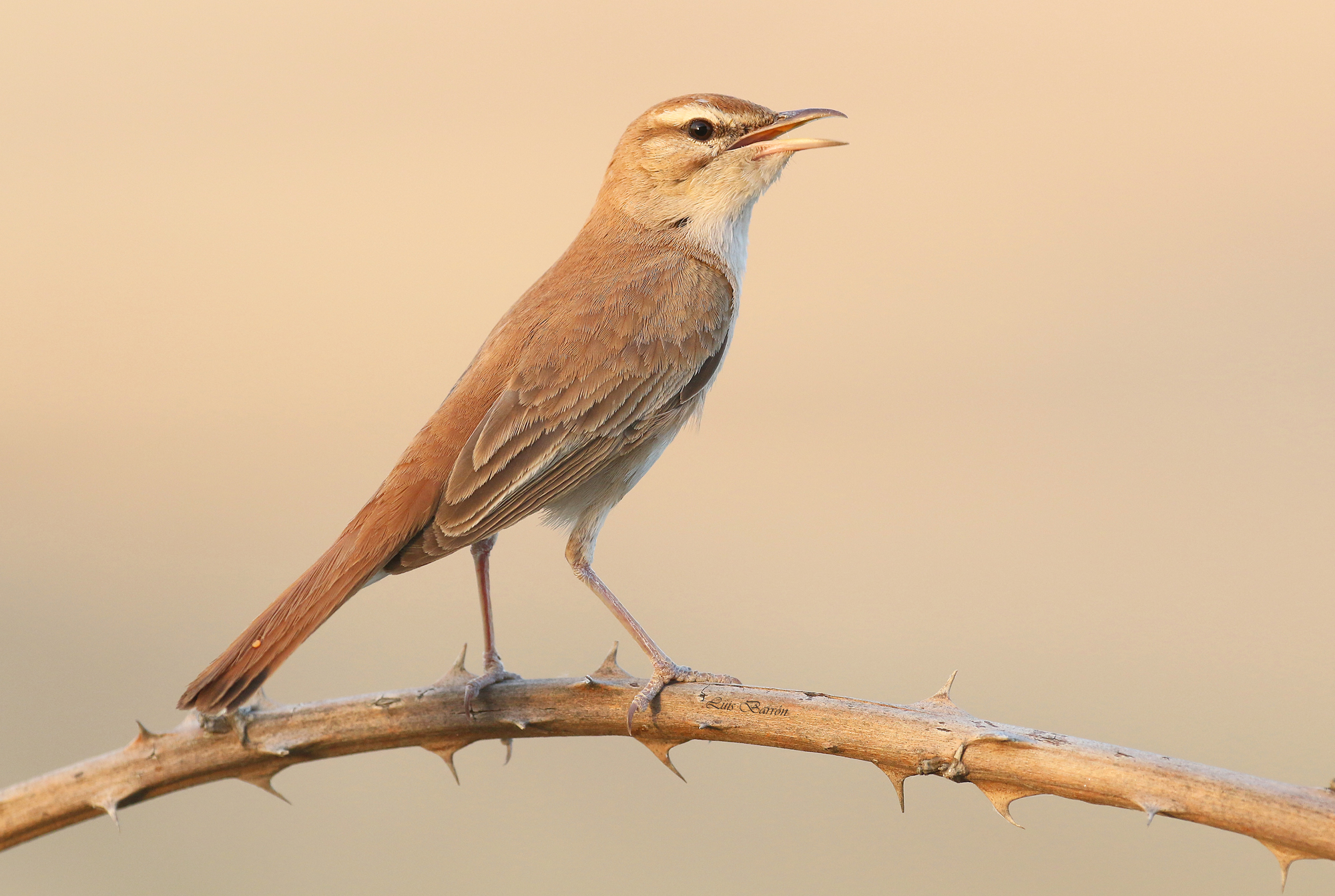 Nightingale of Africa. Shed the Torrecilla. 2016