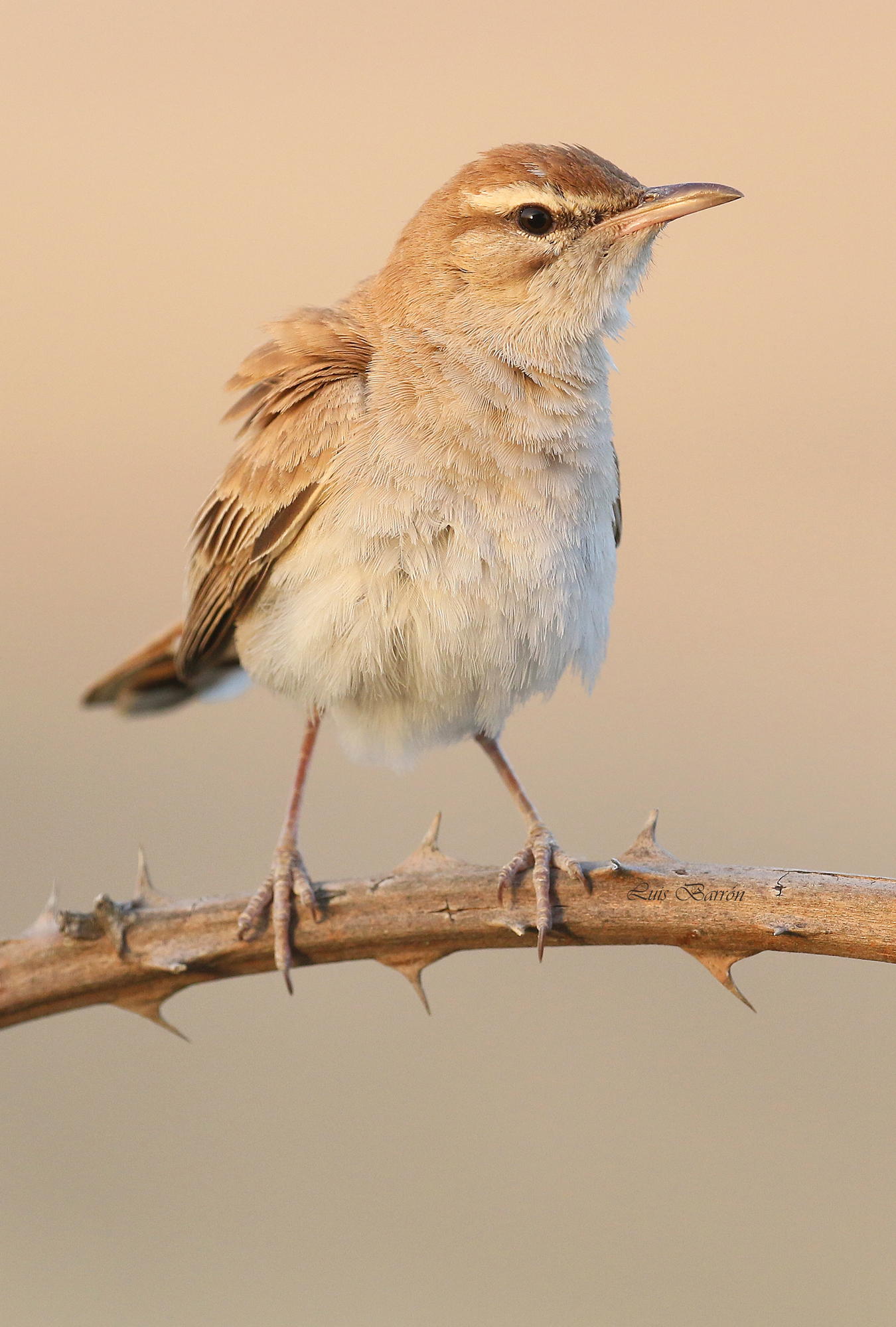 Nightingale of Africa. Shed the Torrecilla. 2016