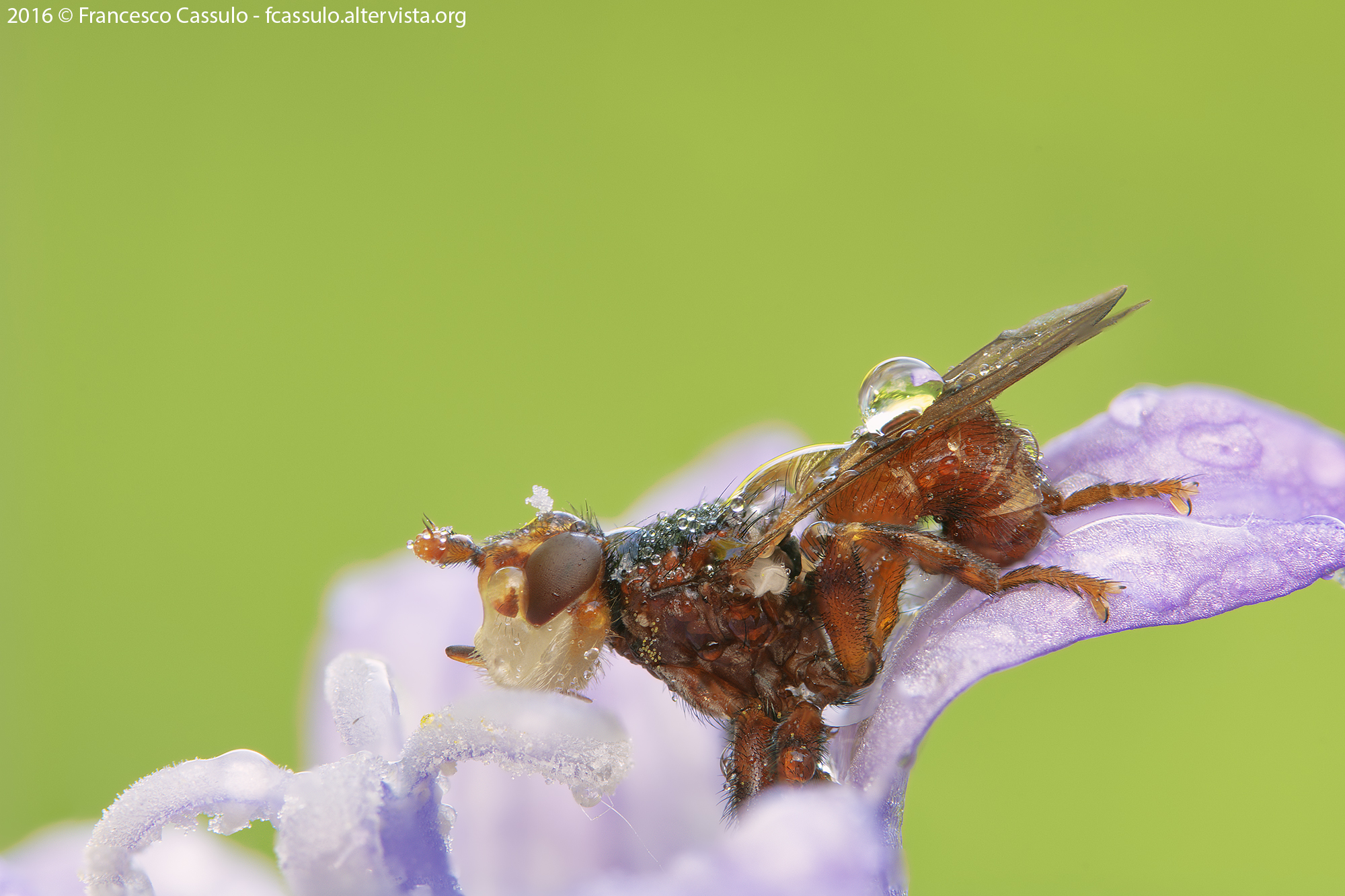 Myopa Fabricius, 1775