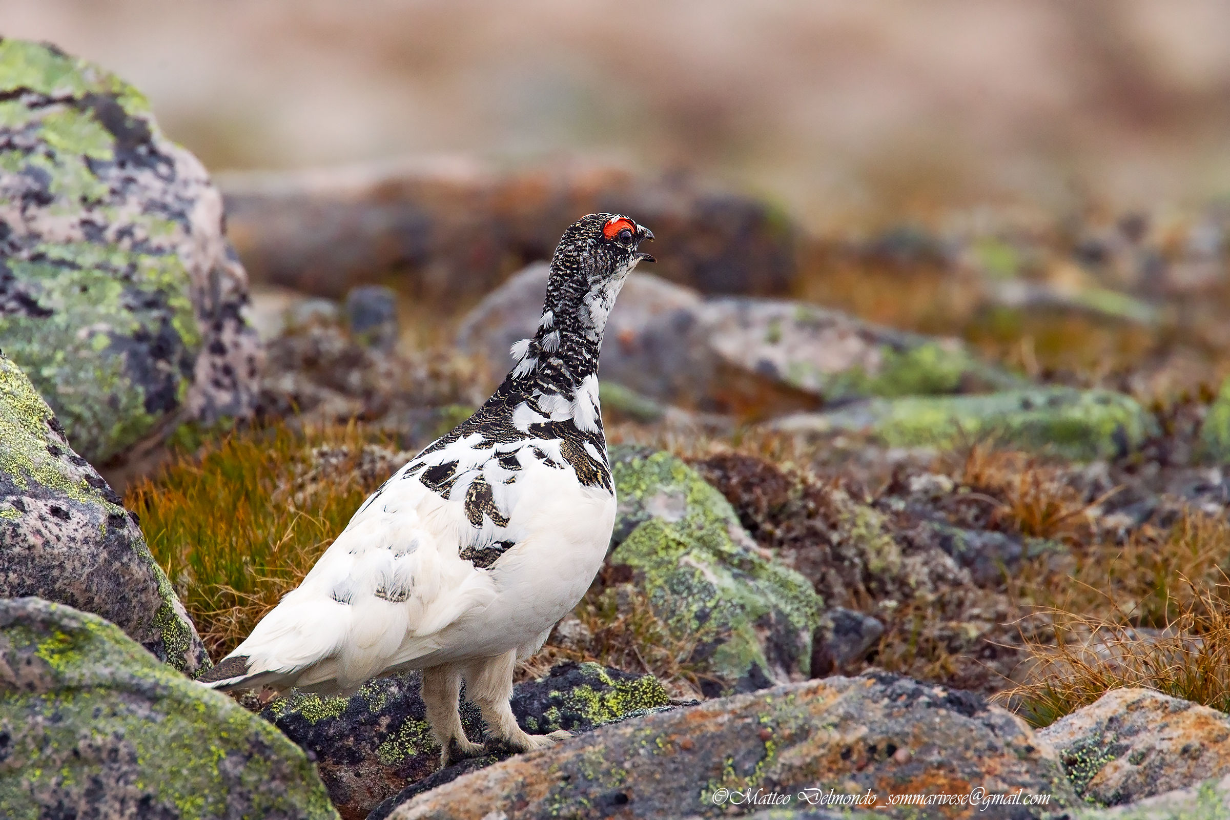Ptarmigan