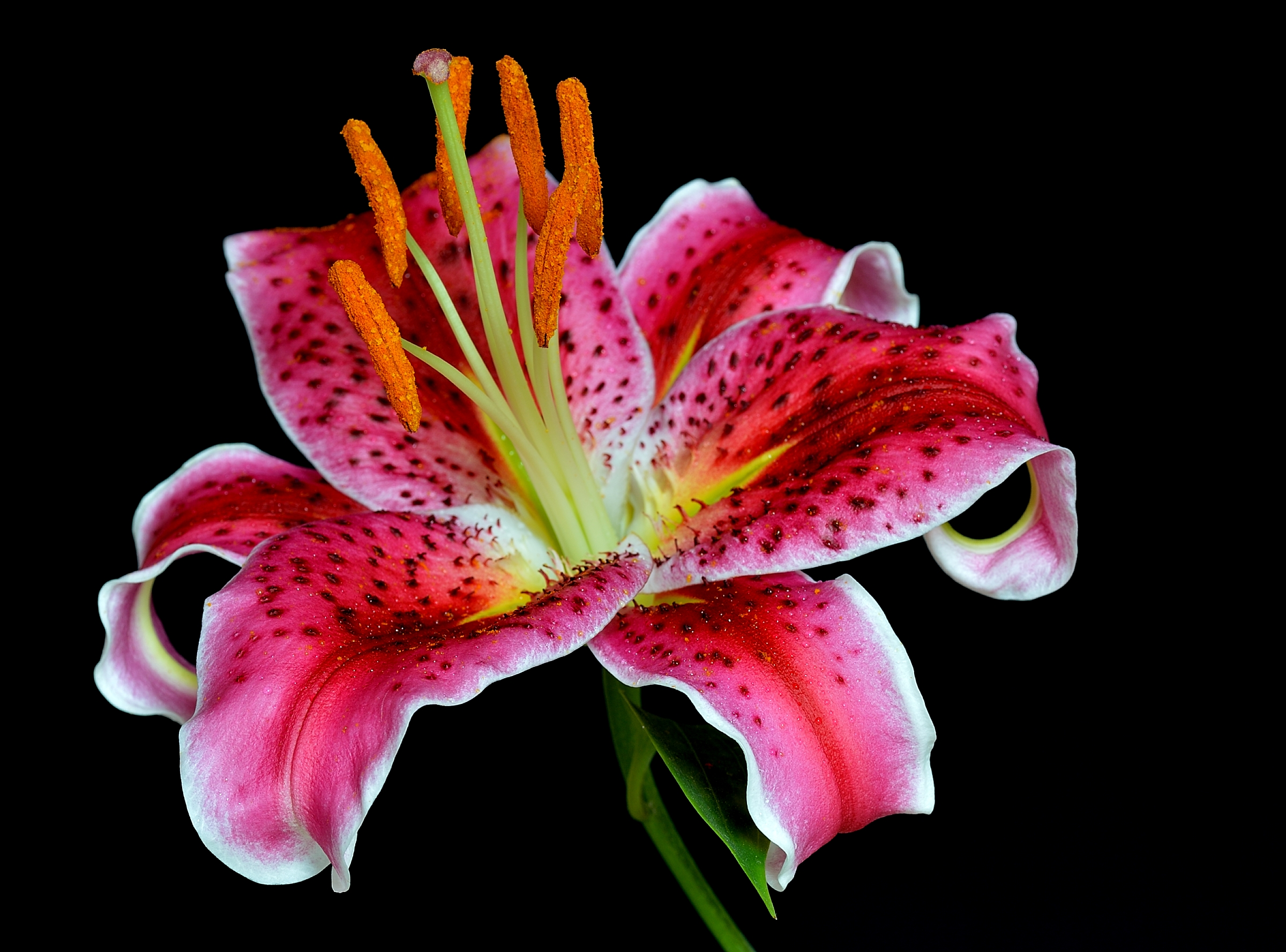Lilium
