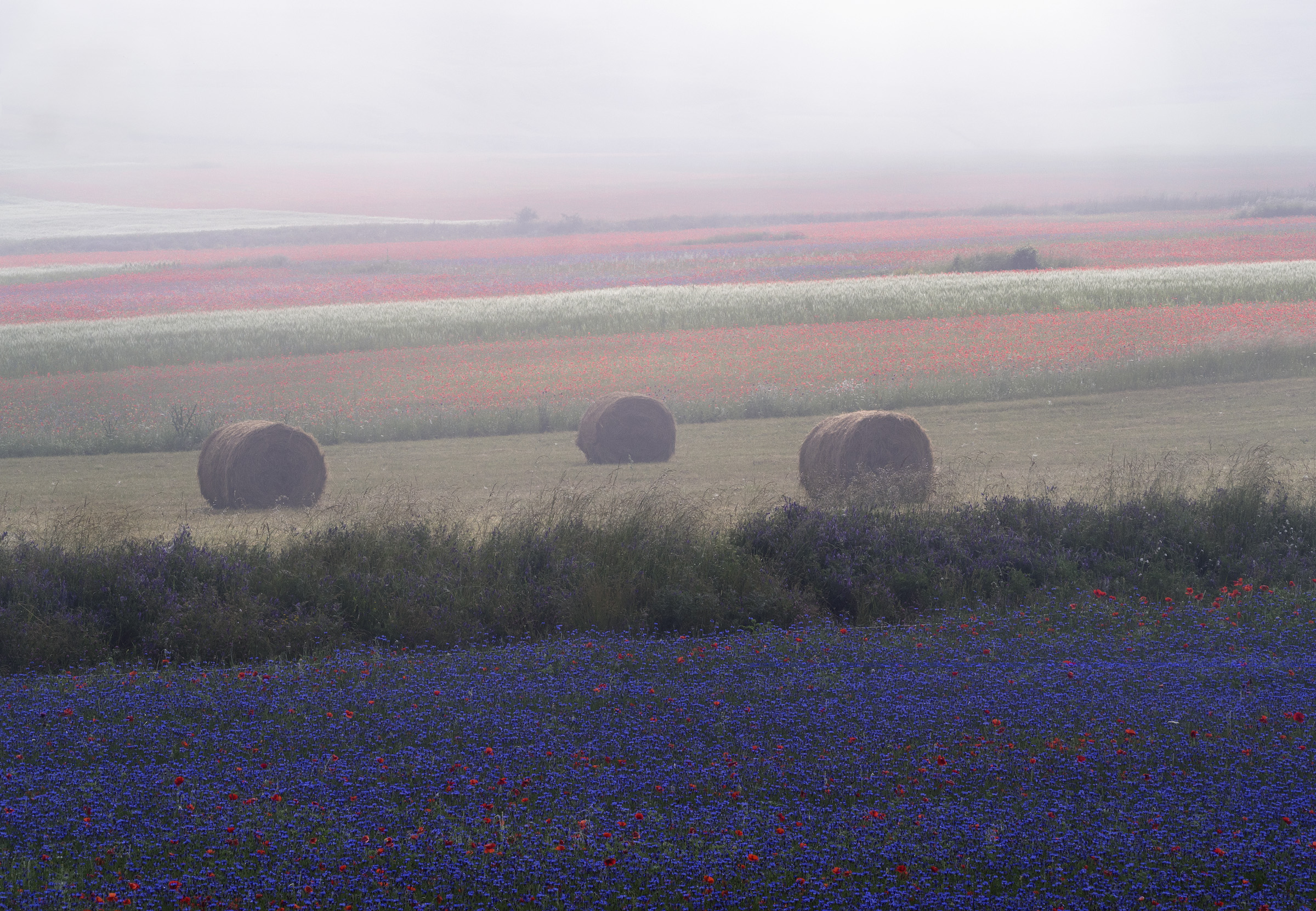 Flowering under the thick fog