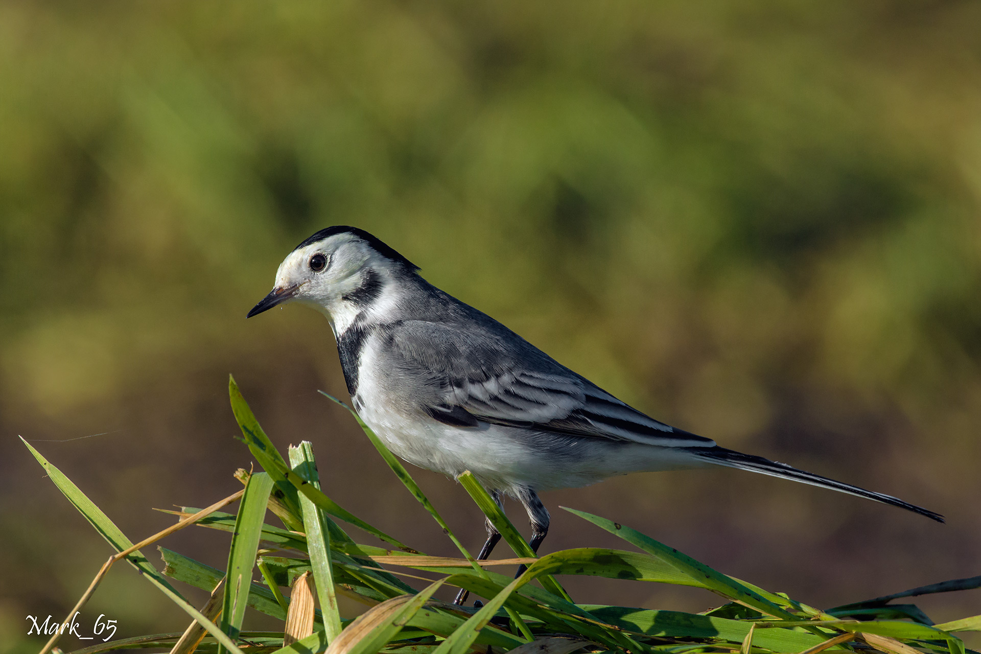 white wagtail