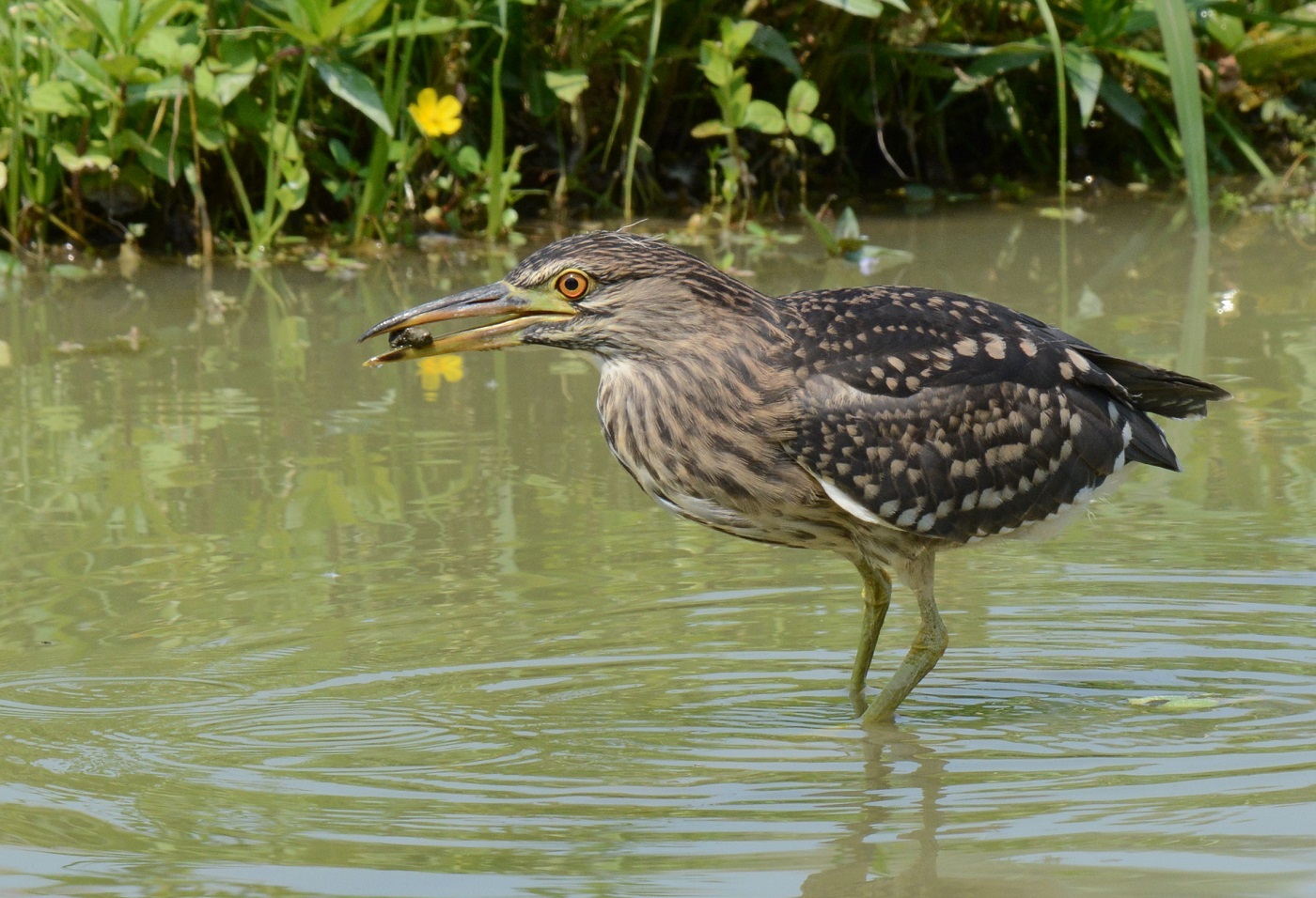 Night Heron
