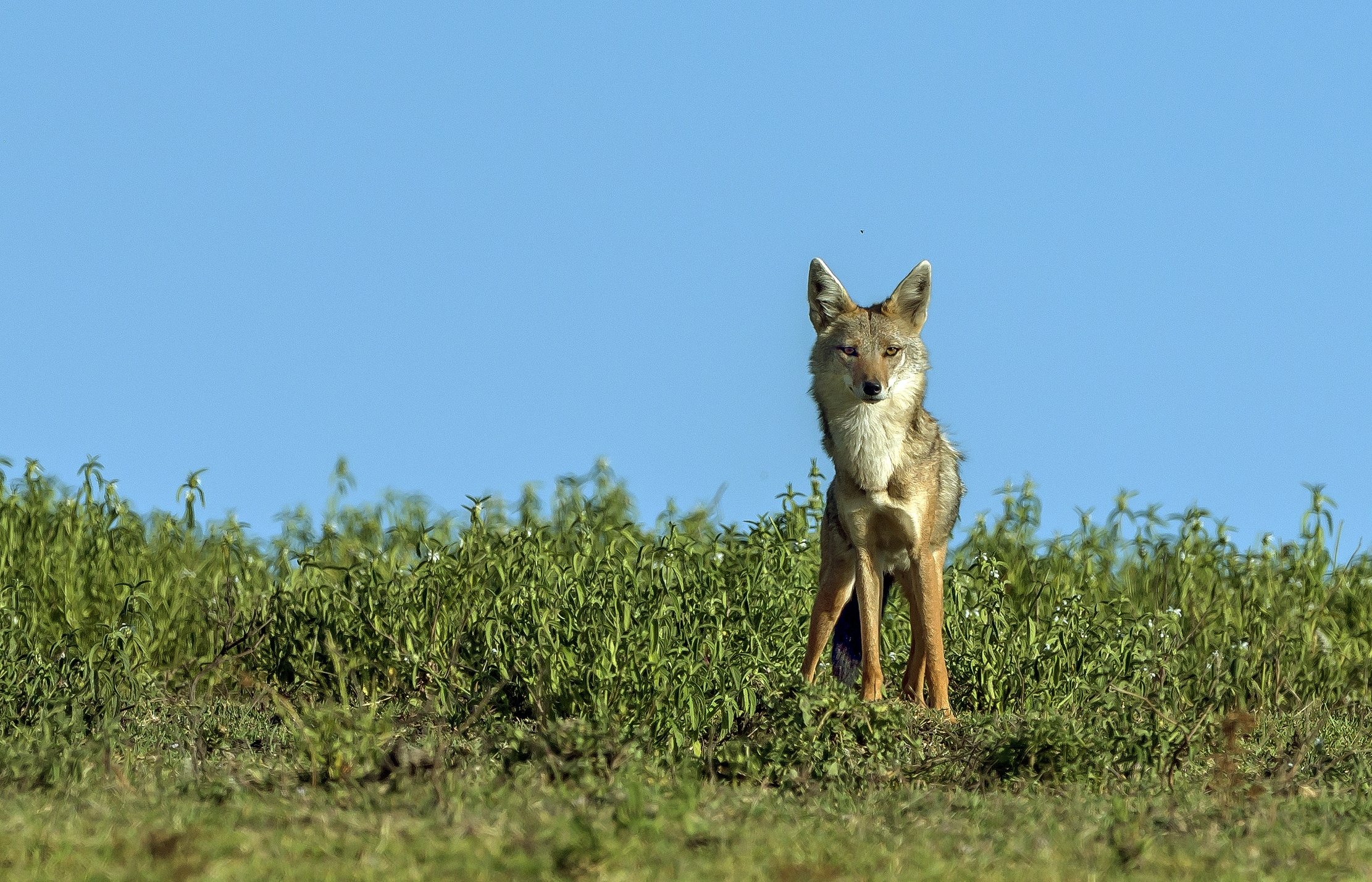 Tanzania 2016 - Sciacallo dorato