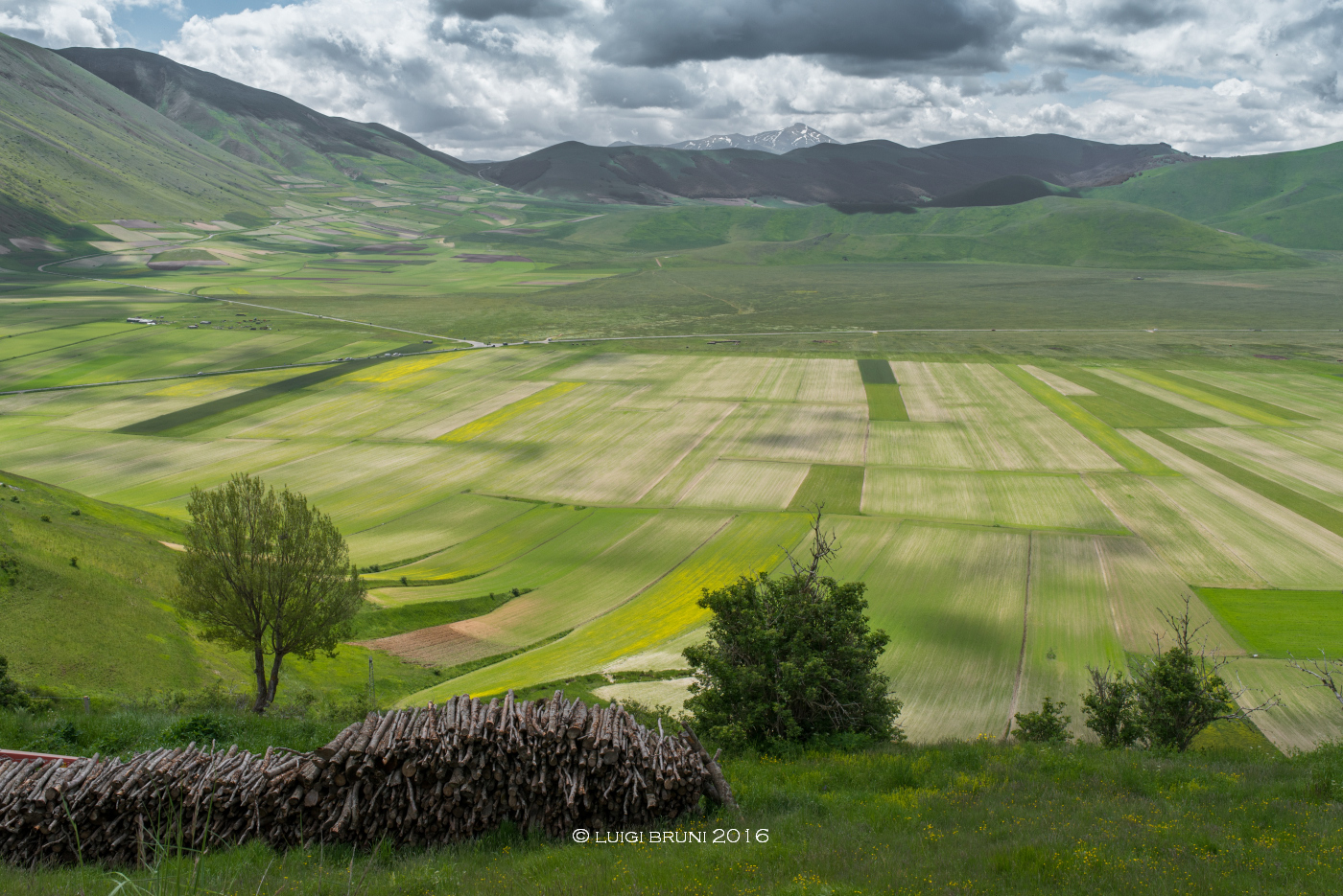 pian grande e ranuncoli