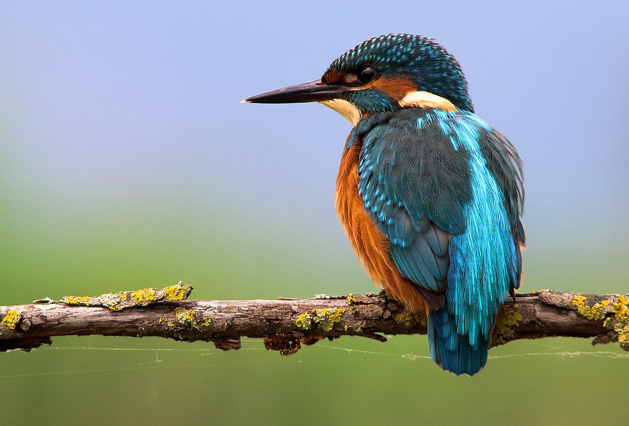 Kingfisher