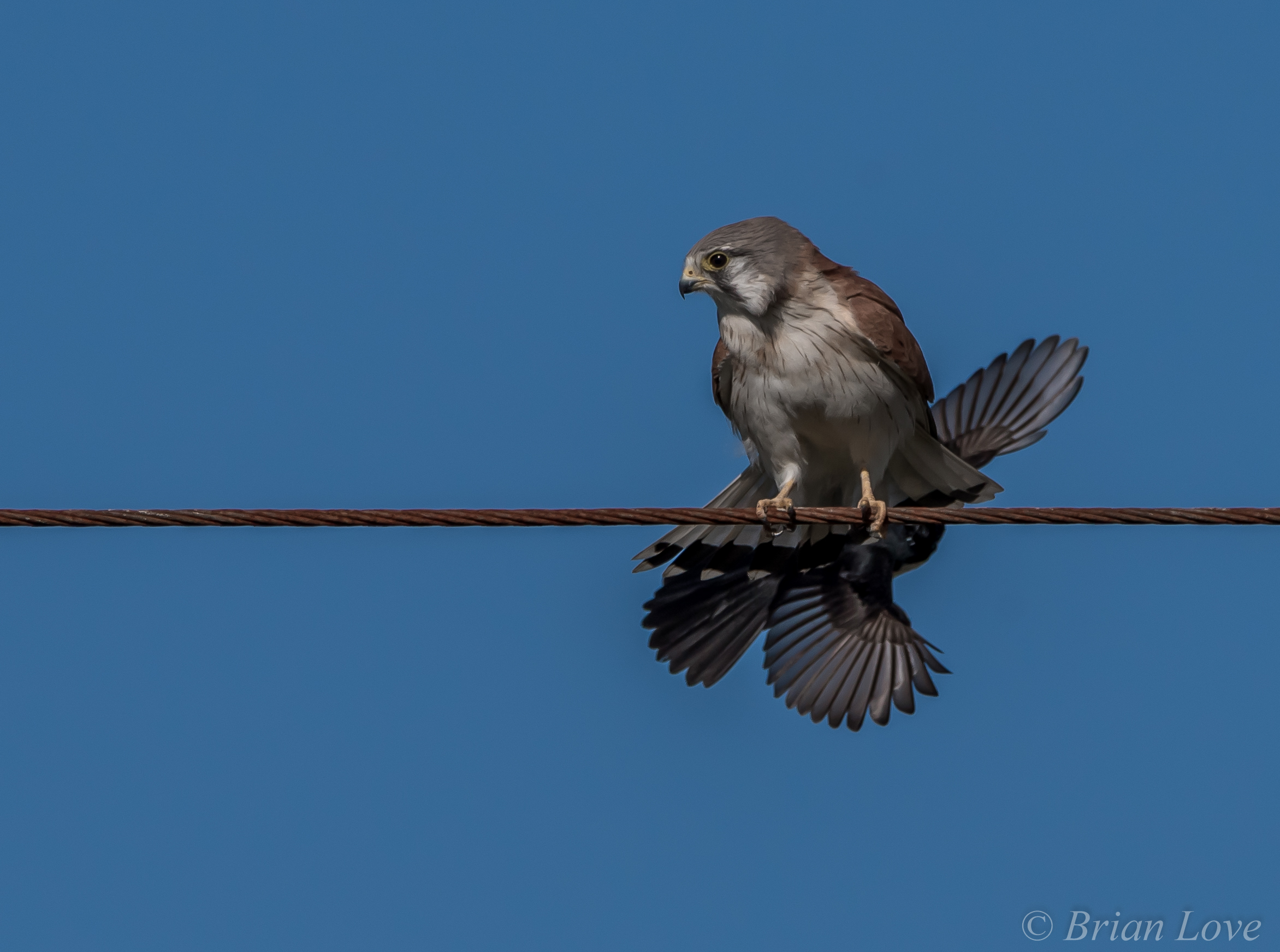 C'è qualcuno dietro di me? - Nankeen Kestral