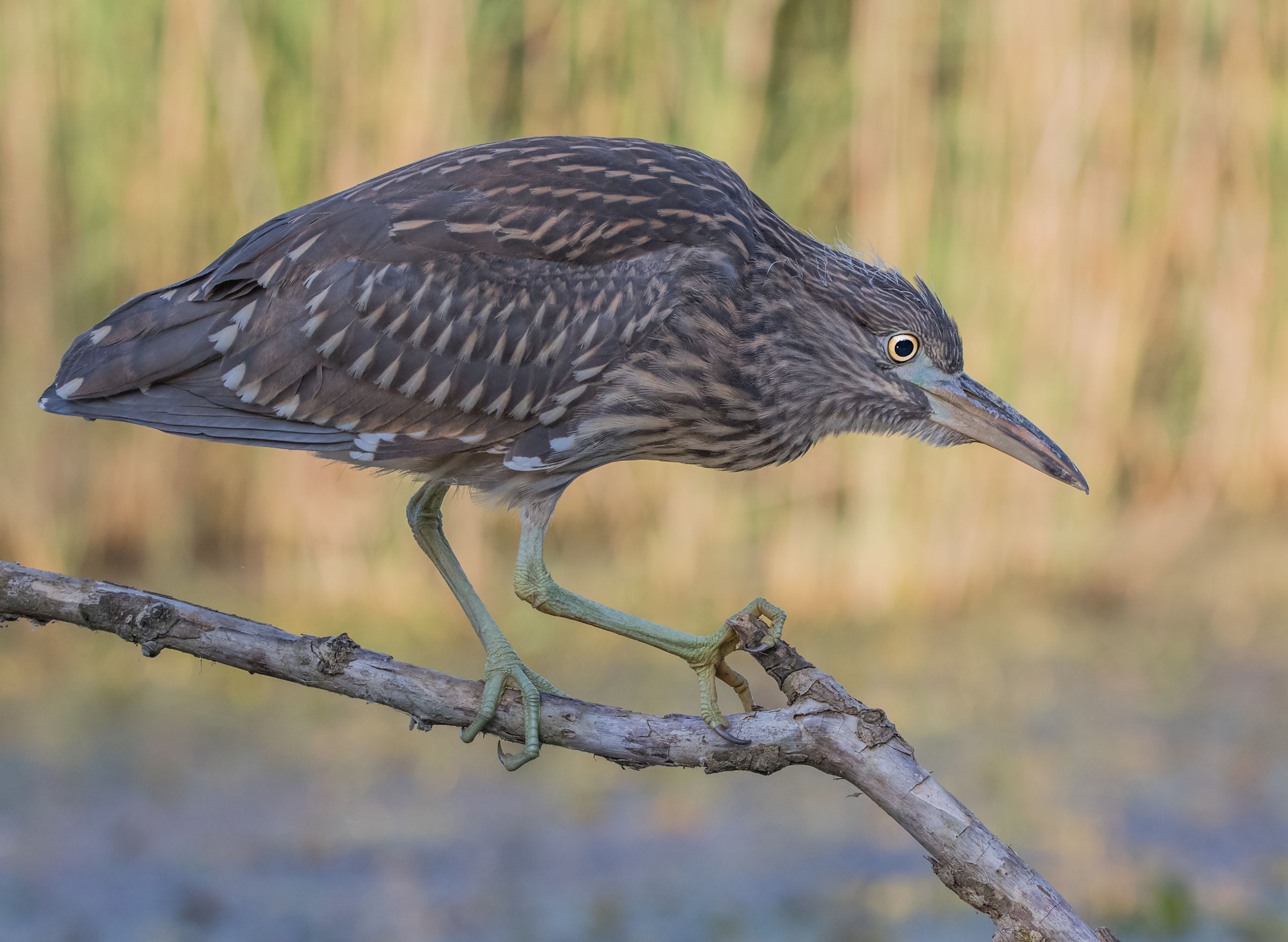 The Young Black Crowned Night Heron