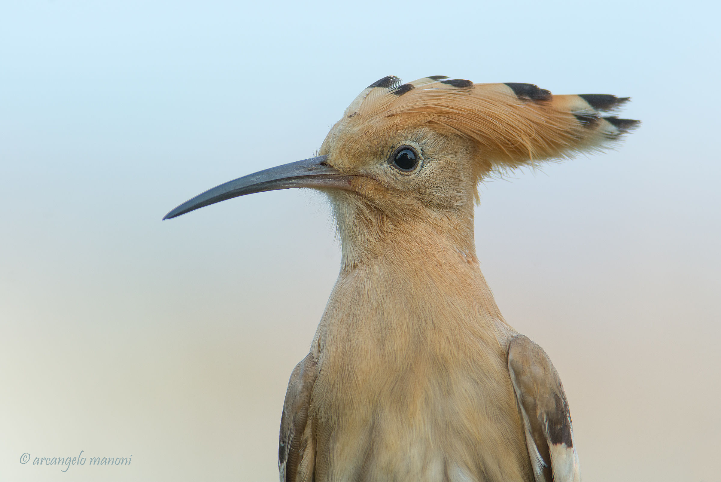 In sala di posa naturale