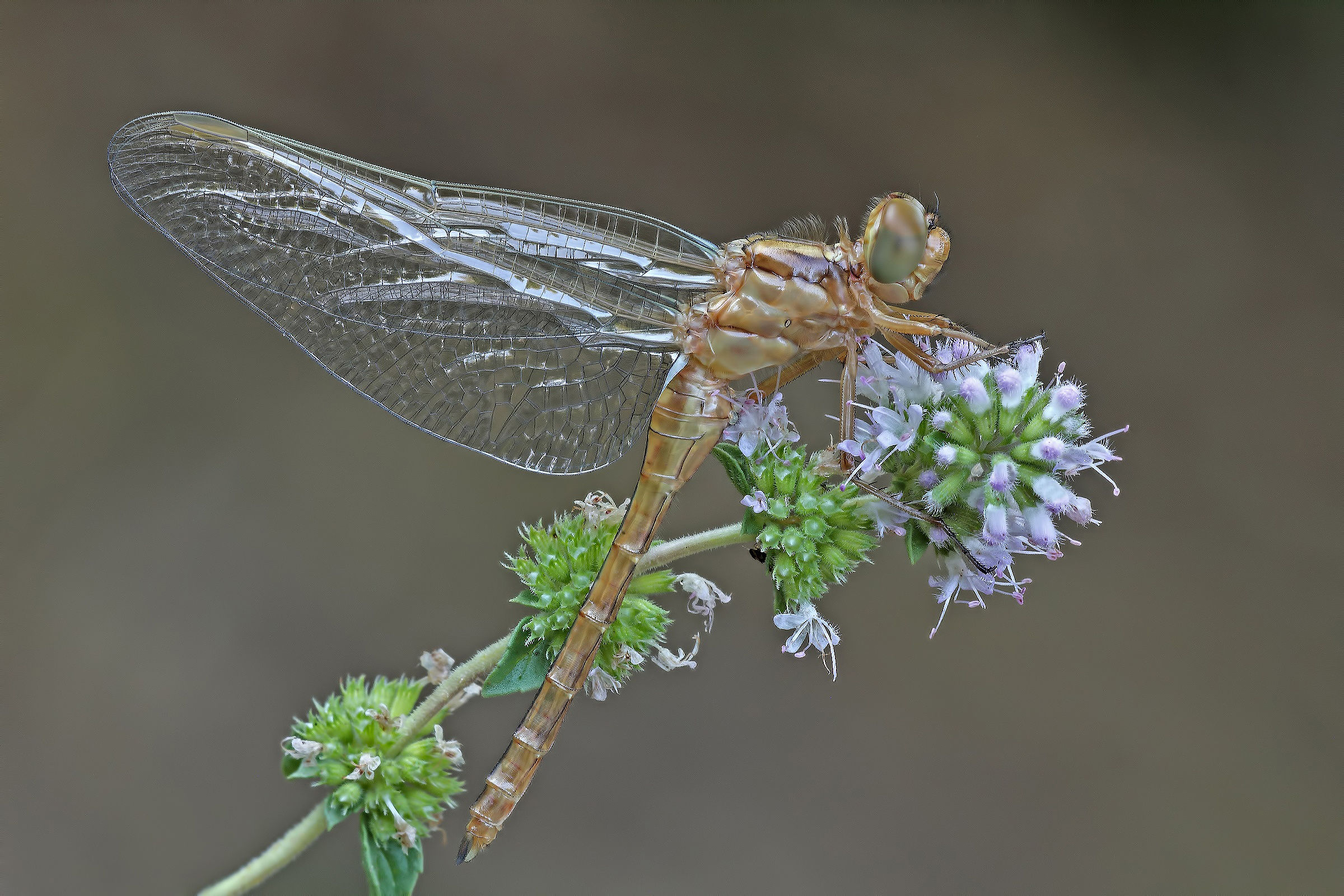 Alla Conquista Del Suo Micromondo !!!