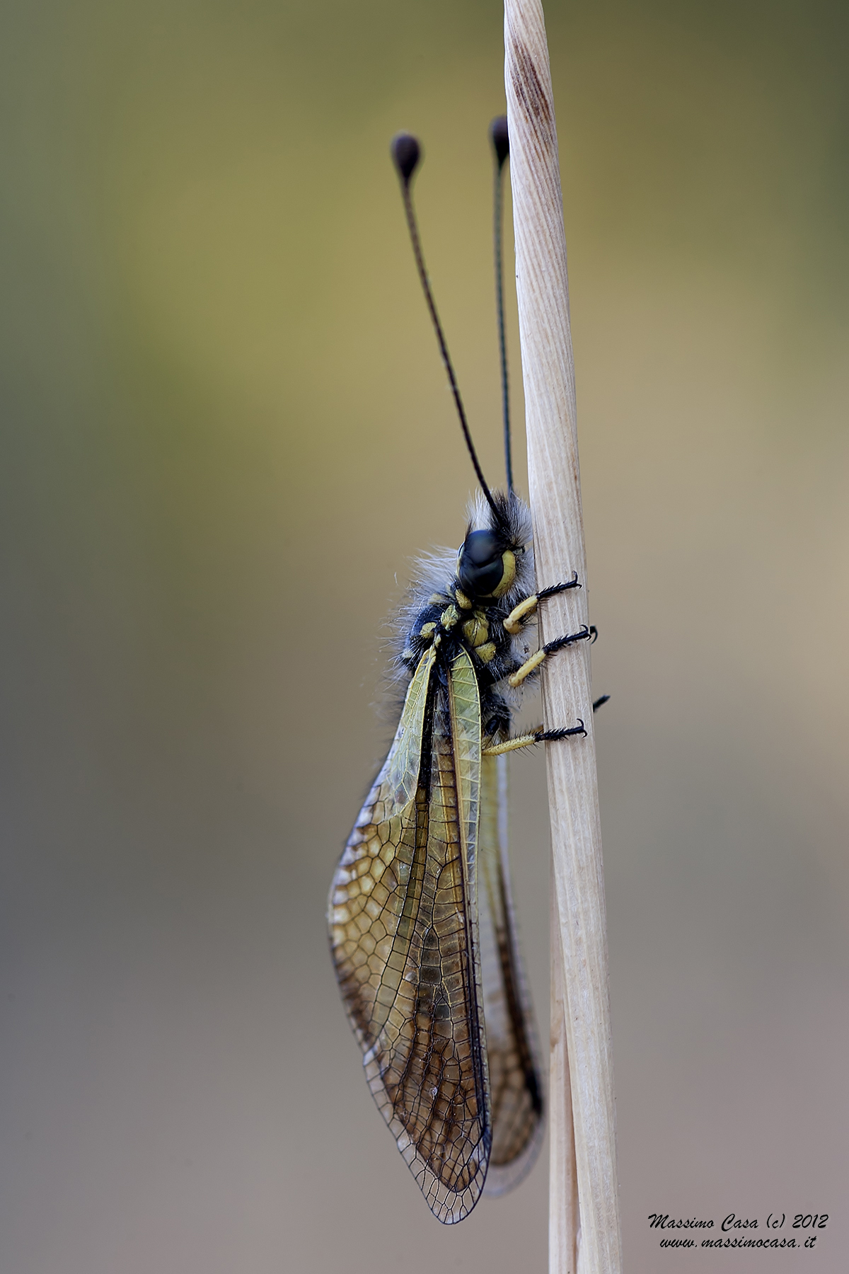 Libelloides Coccajus