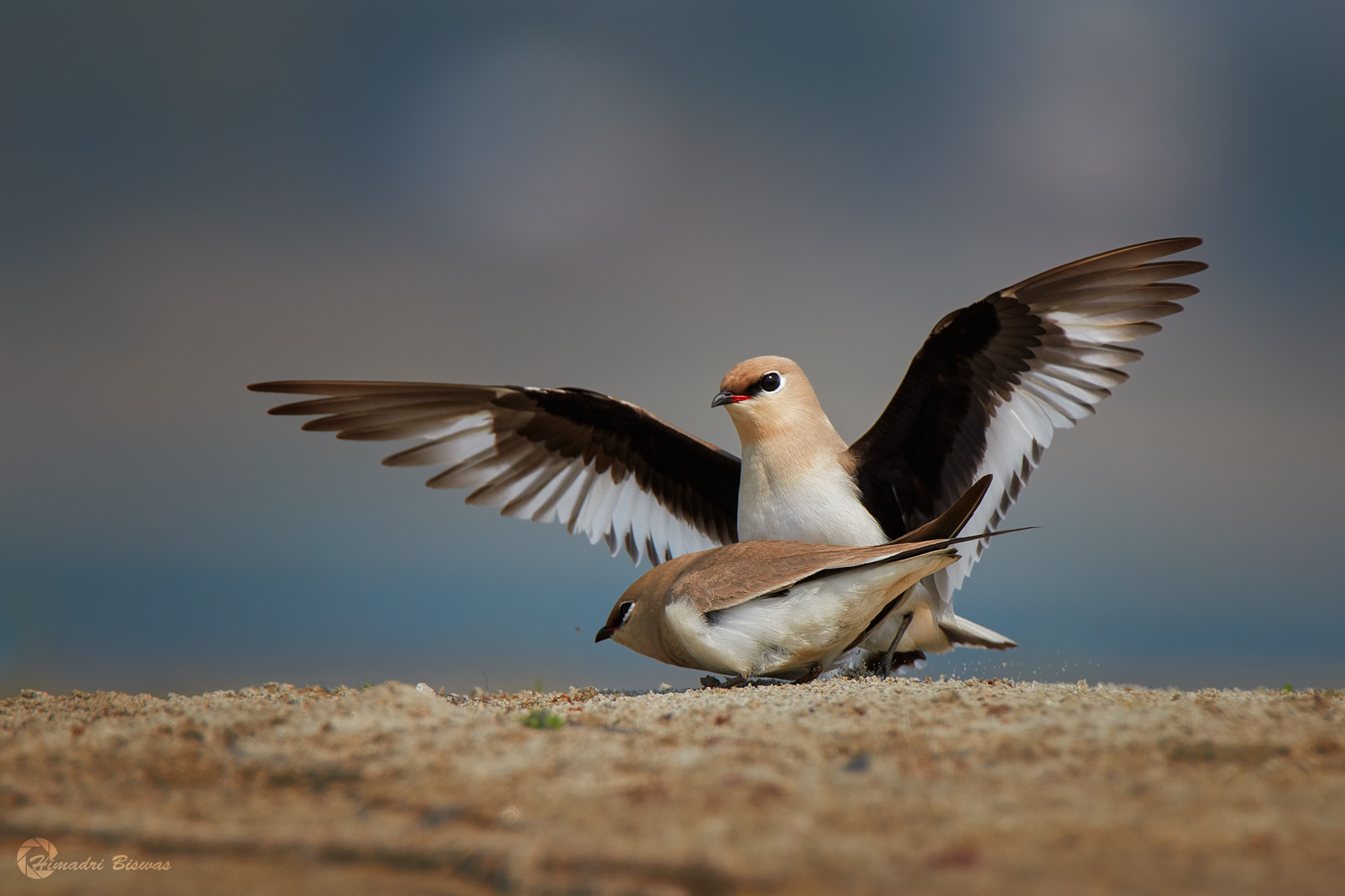 piccolo pratincole