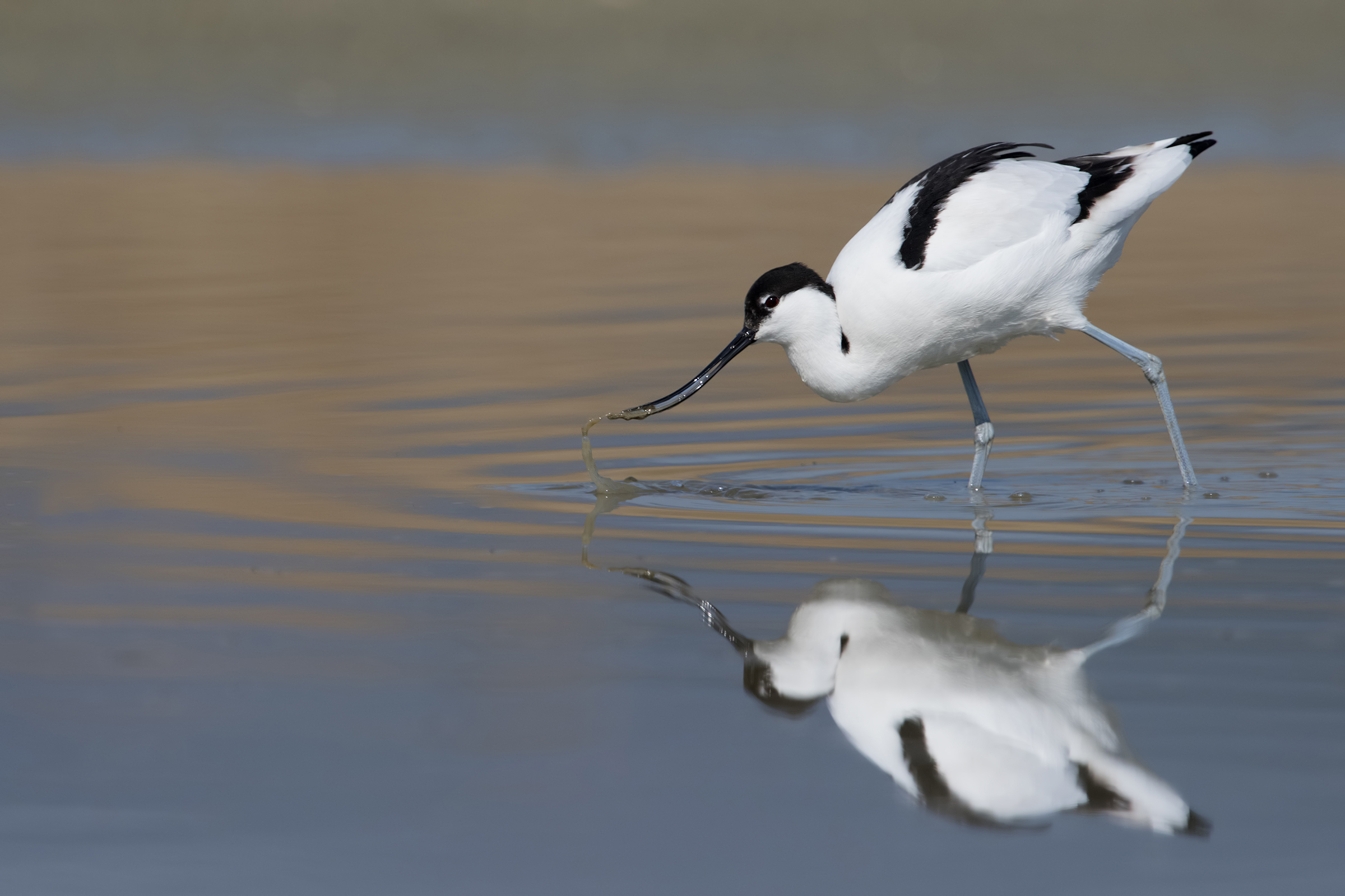 avocetta