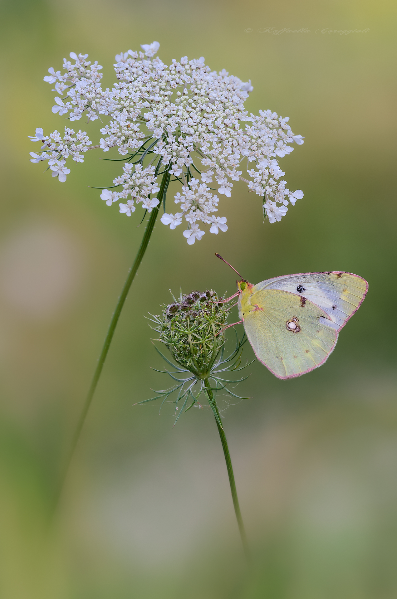 Colias con ombrellino