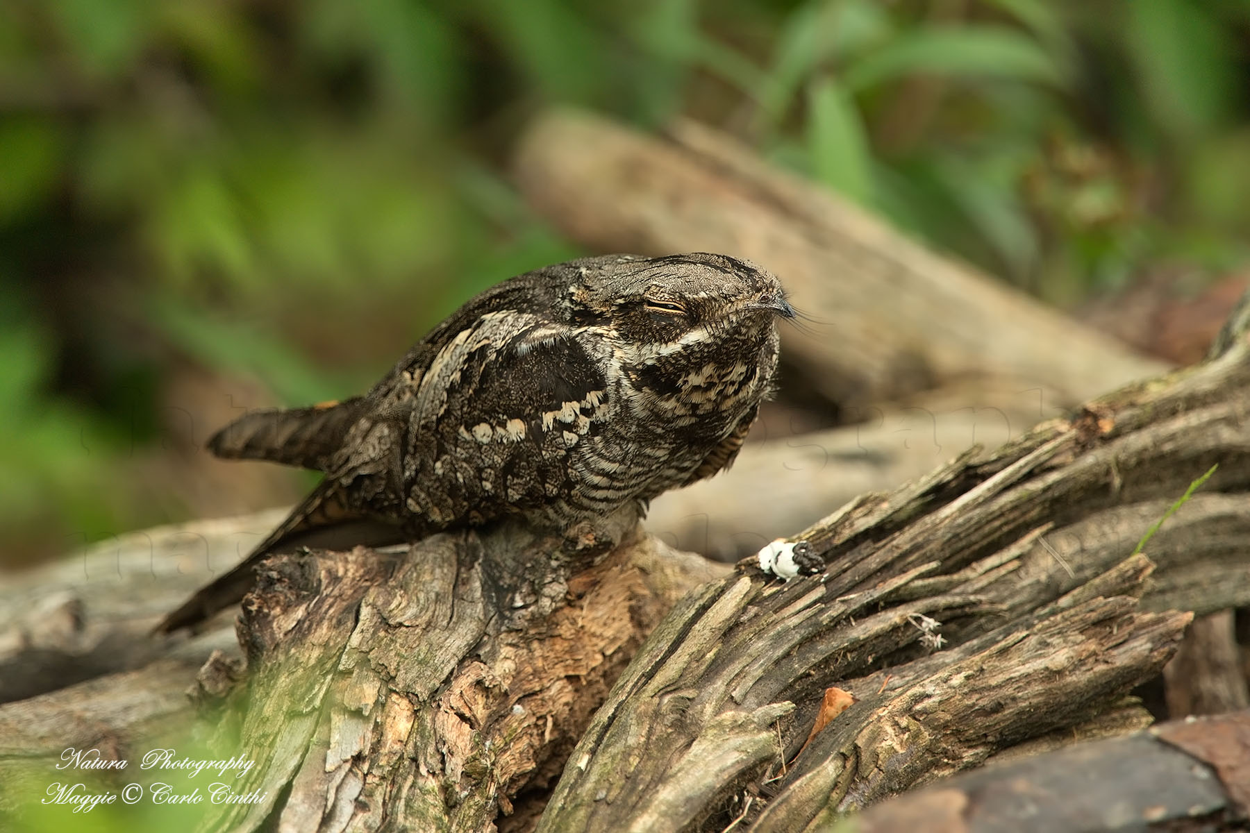 nightjar