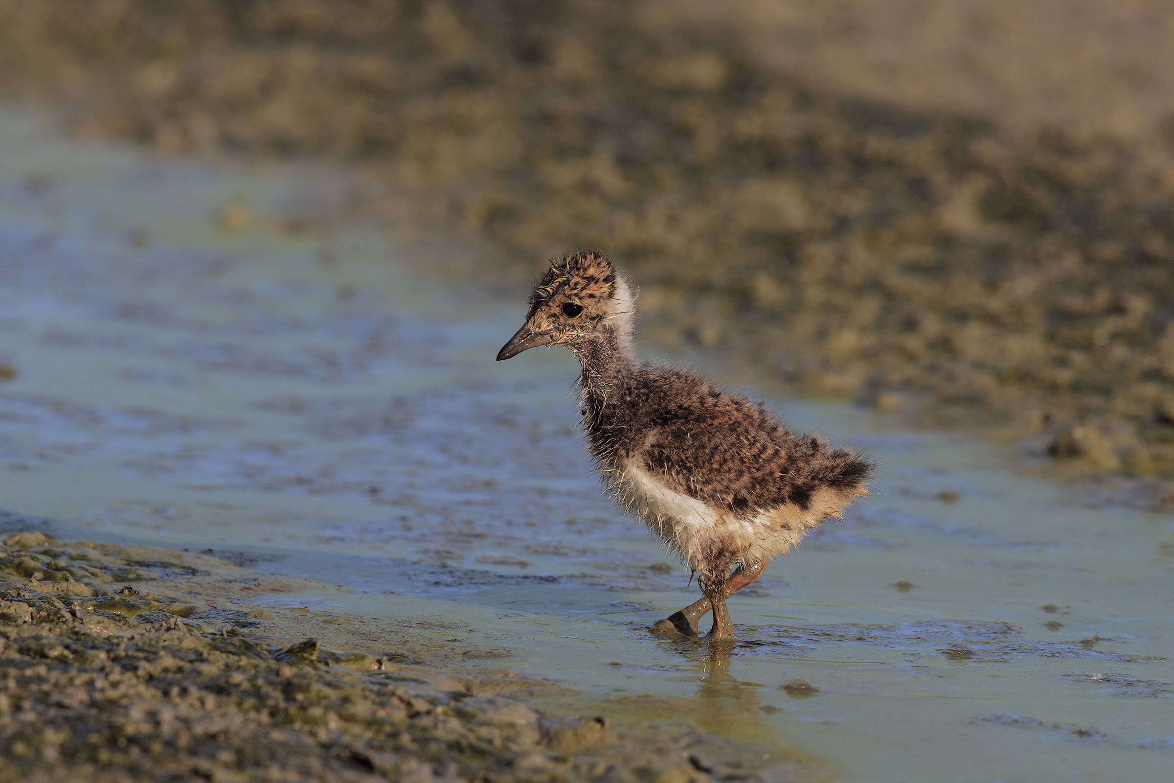 I will become a beautiful lapwing