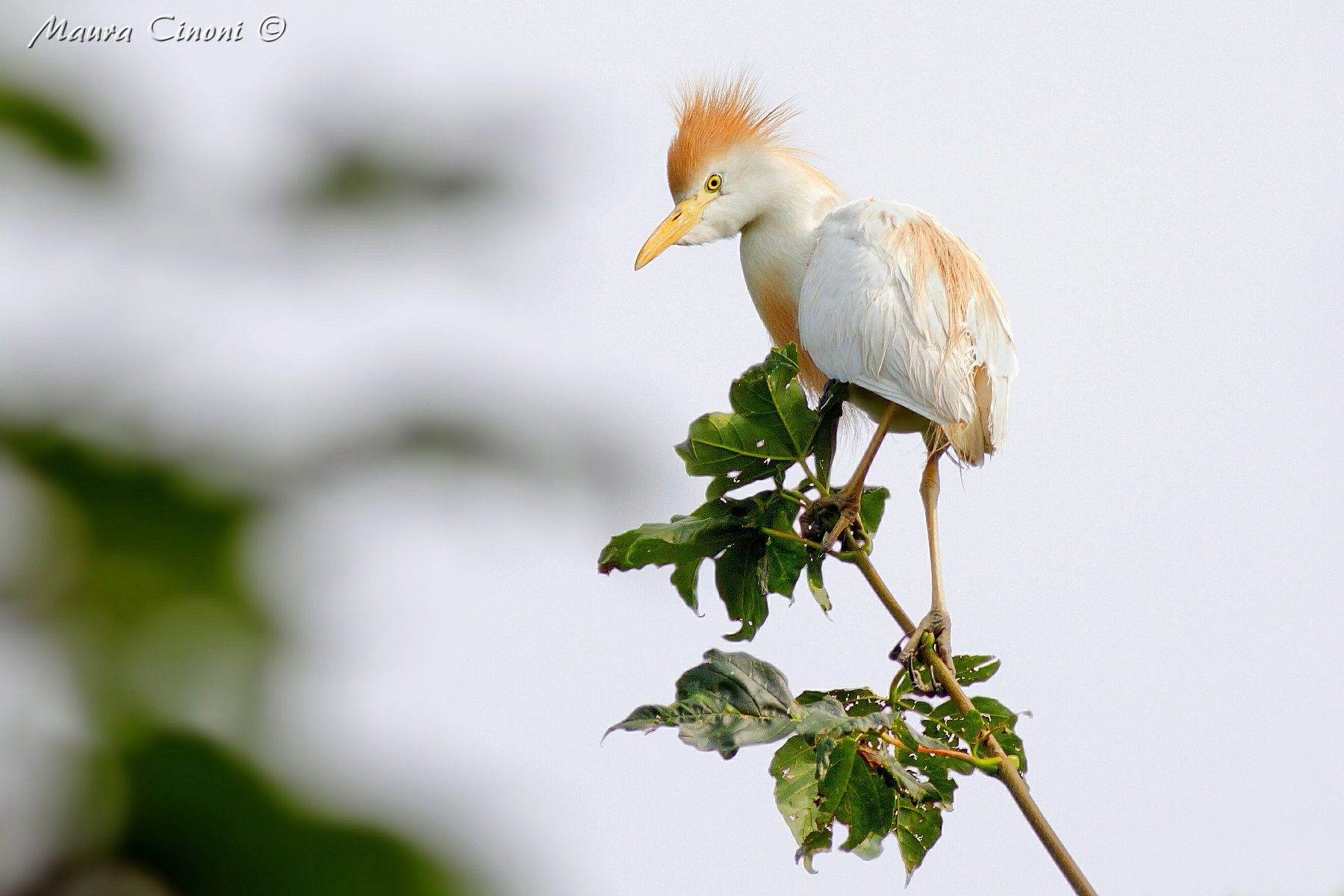 Heron Egrets in dress