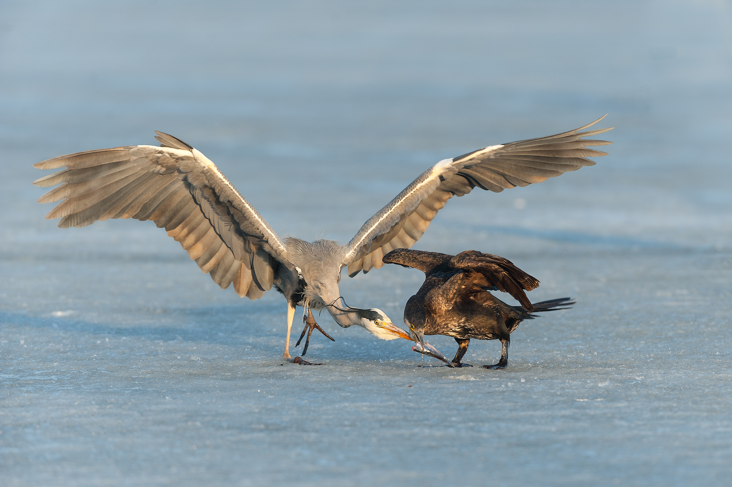 cenerino e cormorano