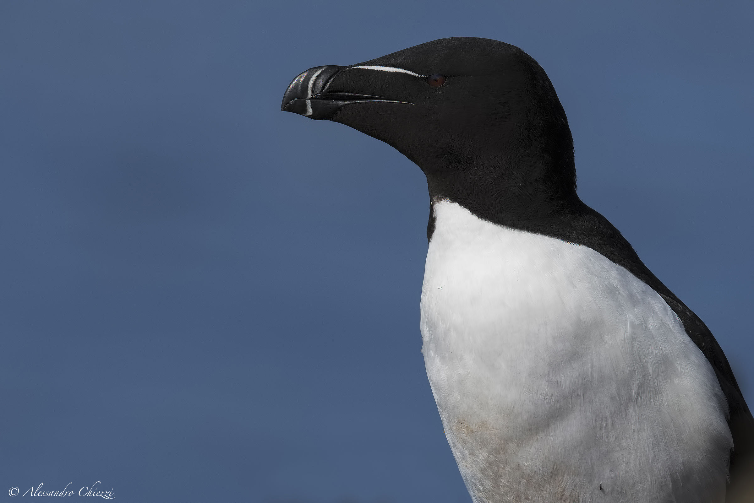 Razorbill