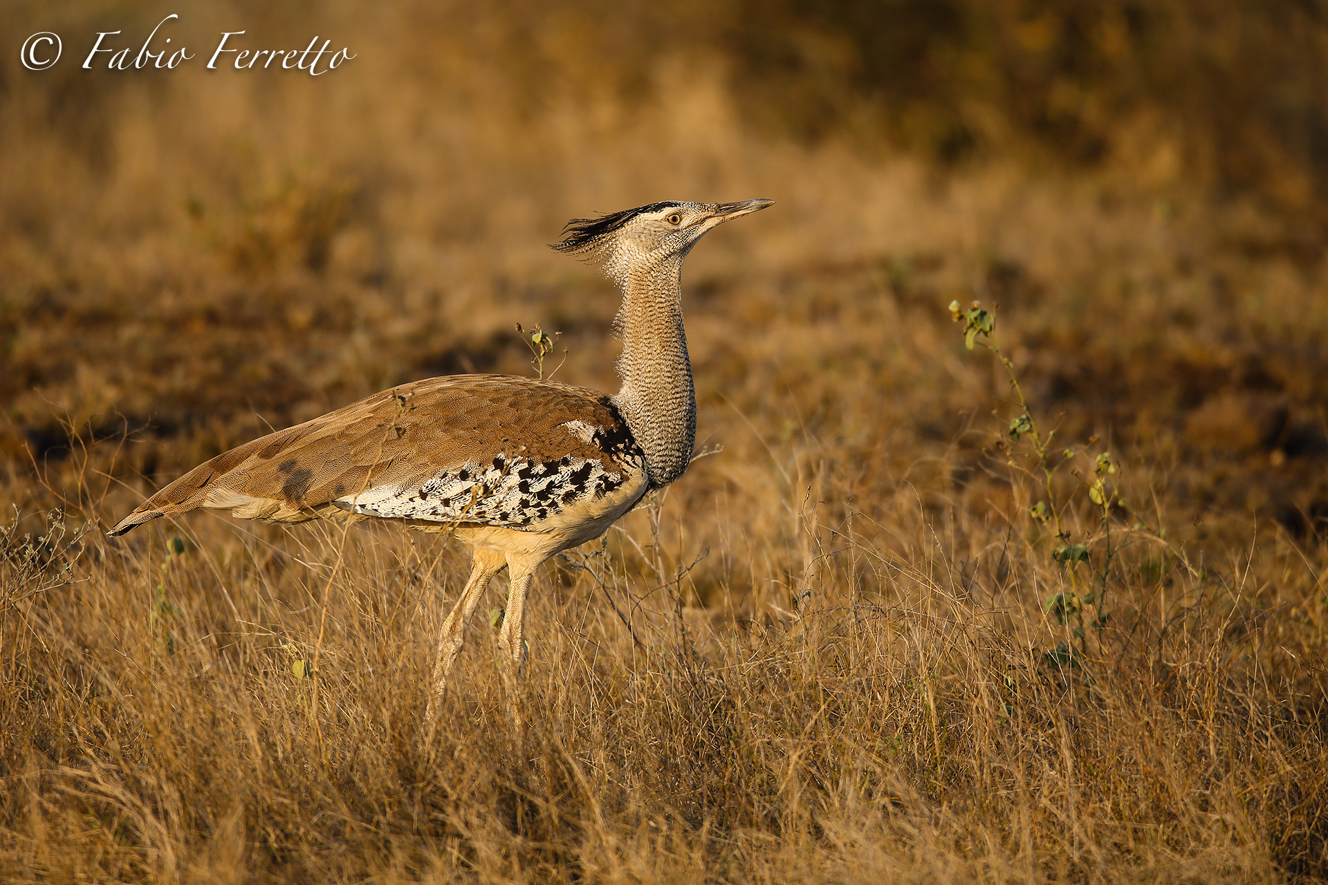 Kori Bustard at sunset