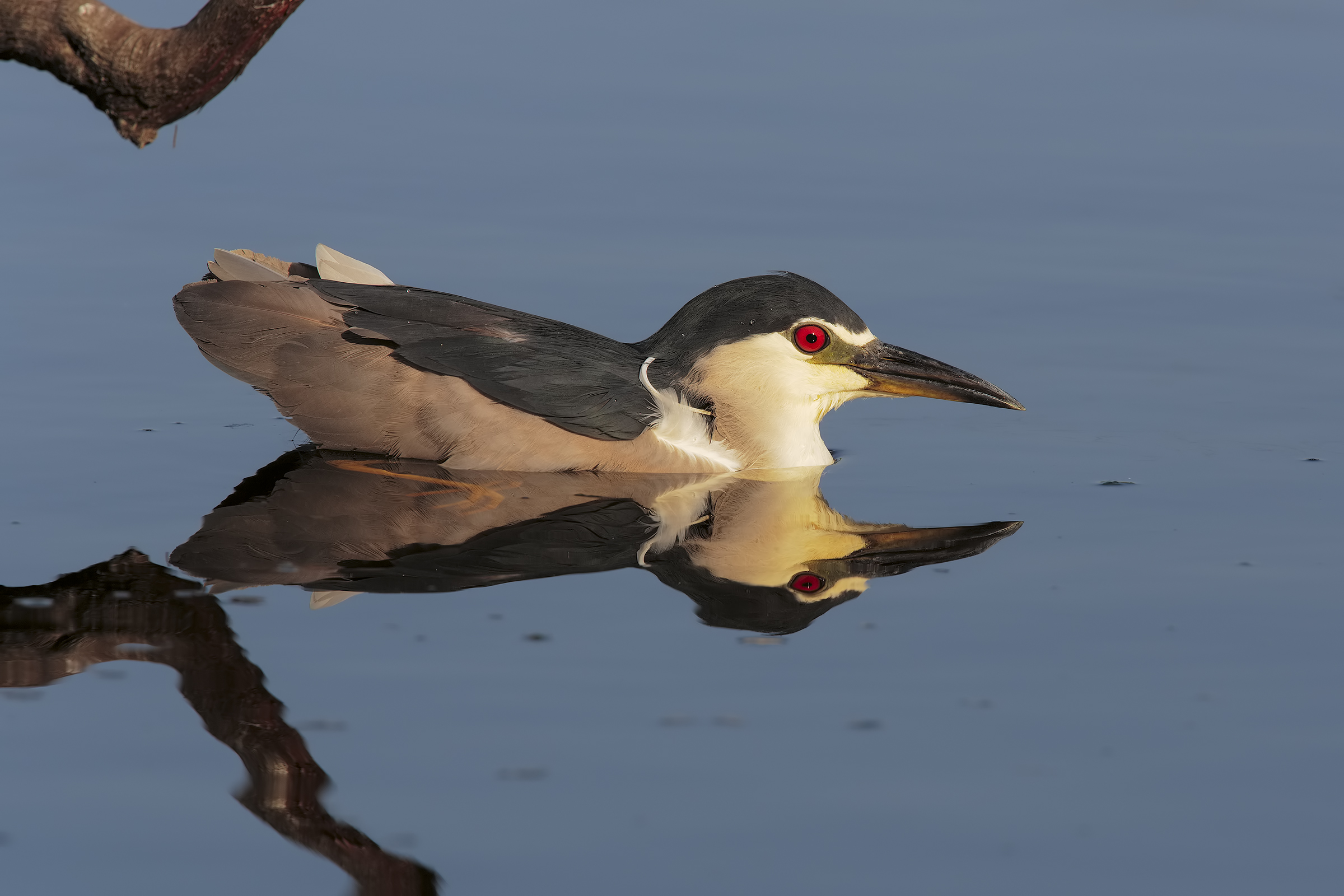 imitando un'anatra.....