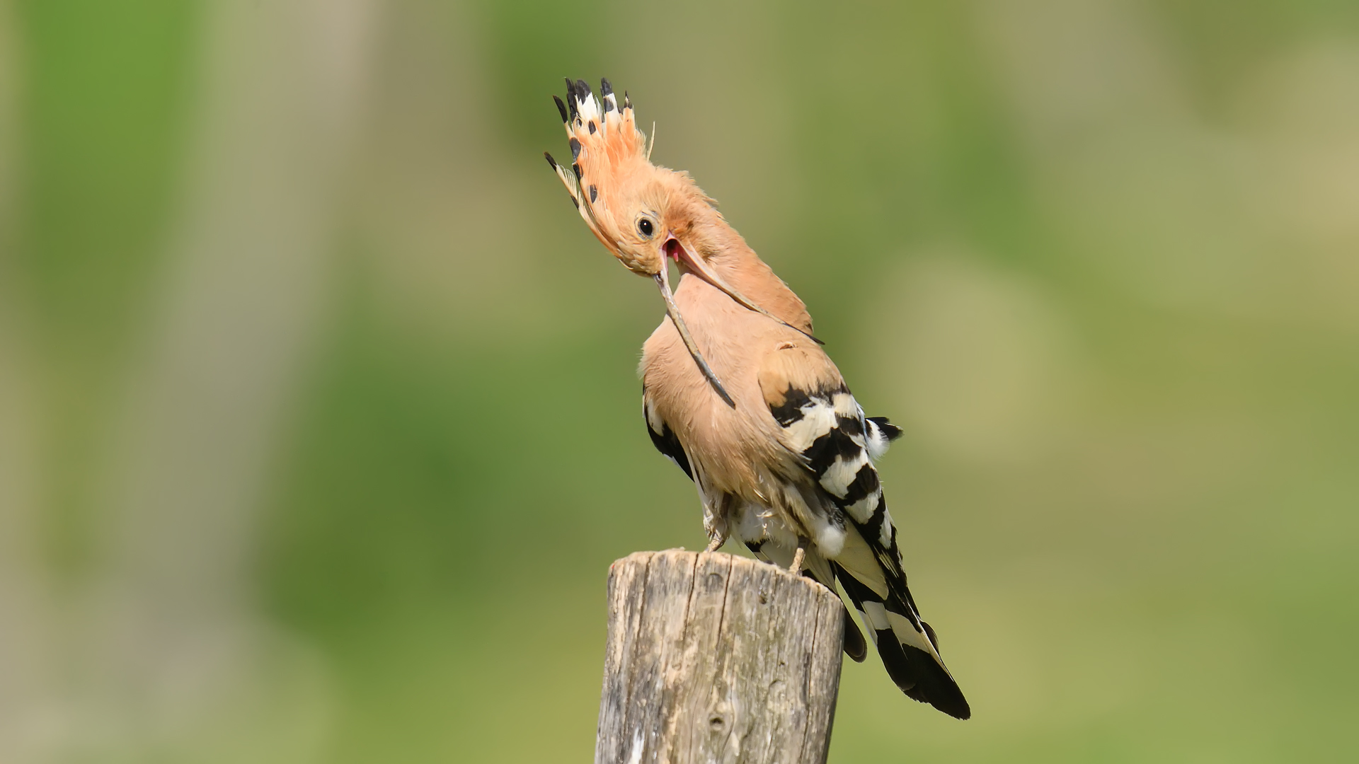 Comon Hoopoe Preening