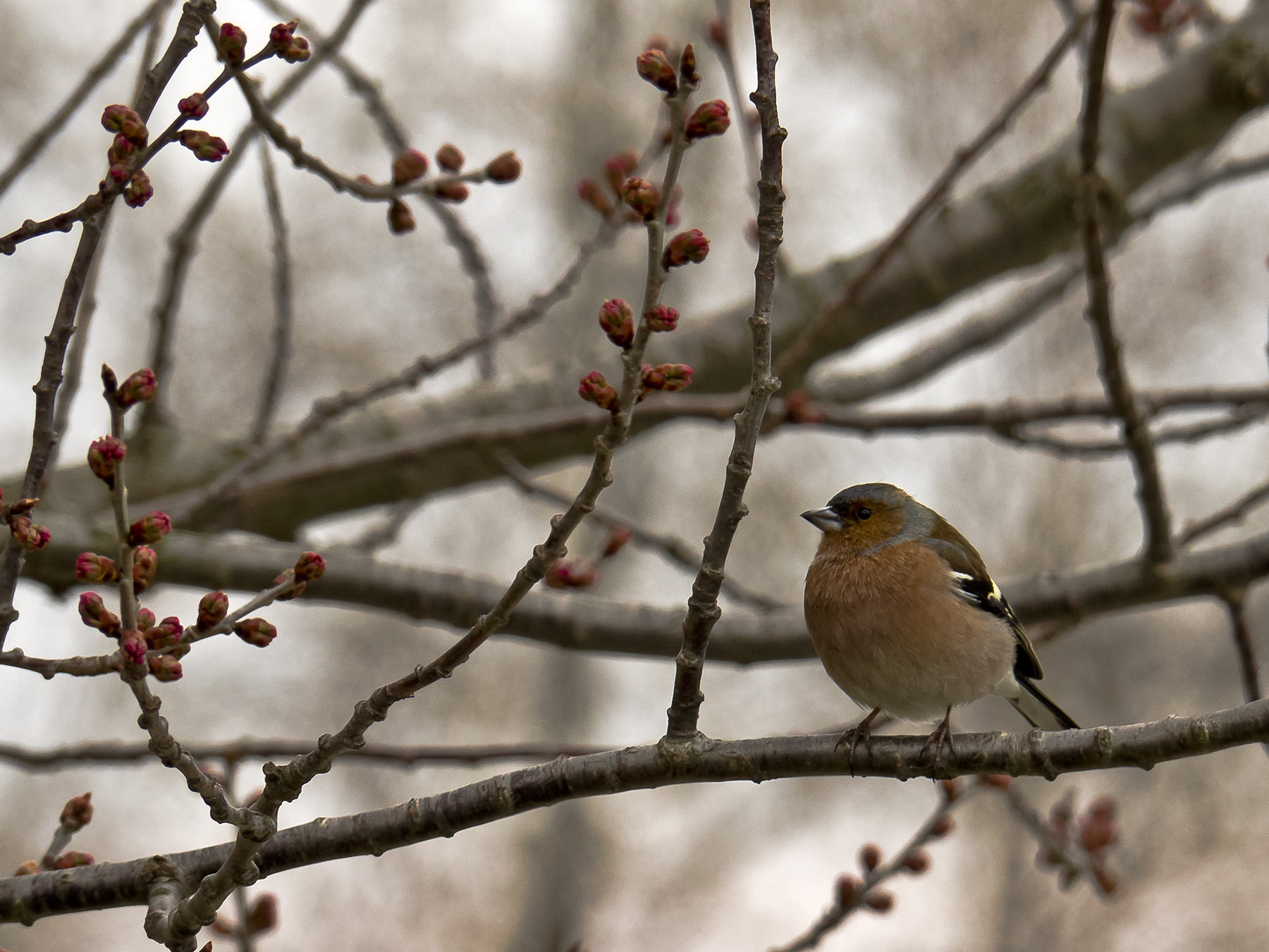 Tra i colori e i profumi primaverili