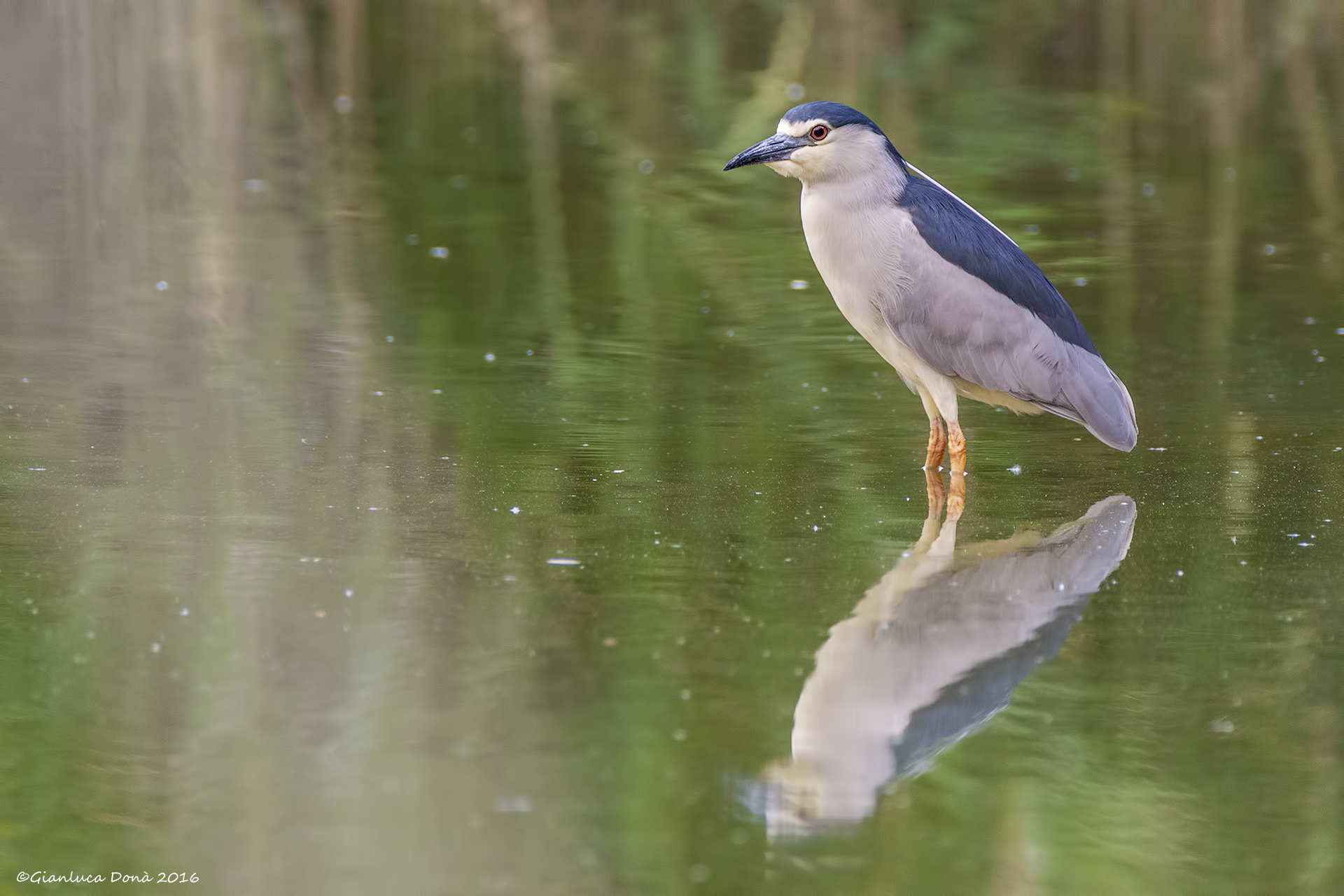 Nycticorax nycticorax L. 1758