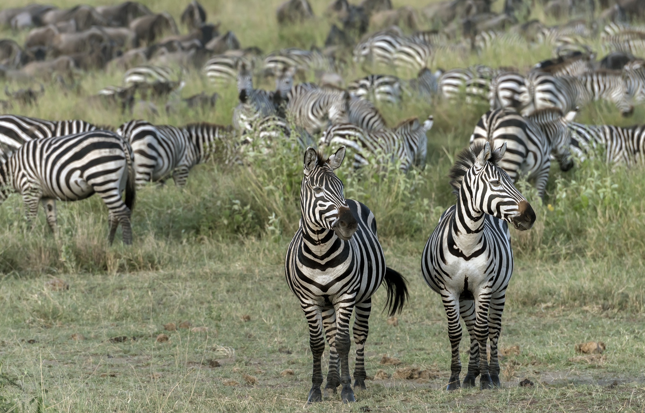 Tanzania 2016 - Zebras