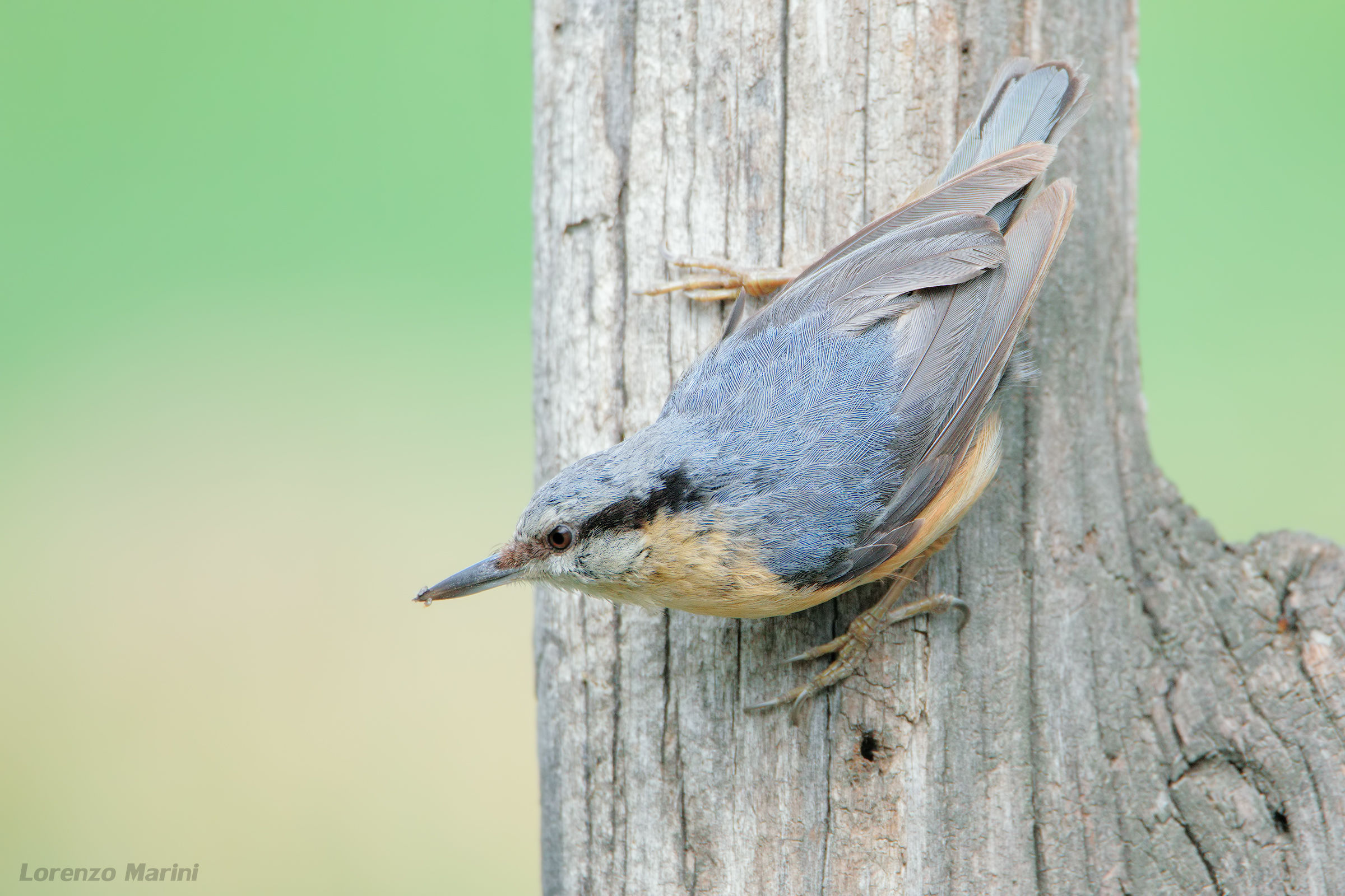 nuthatch