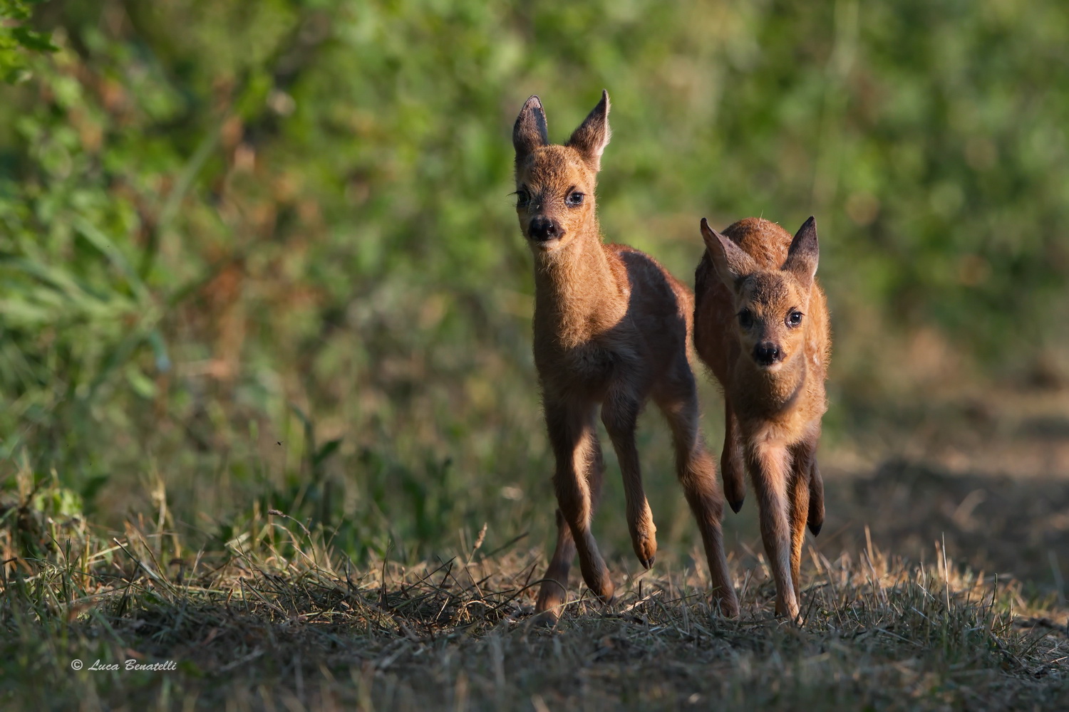 the race of Bamby .....