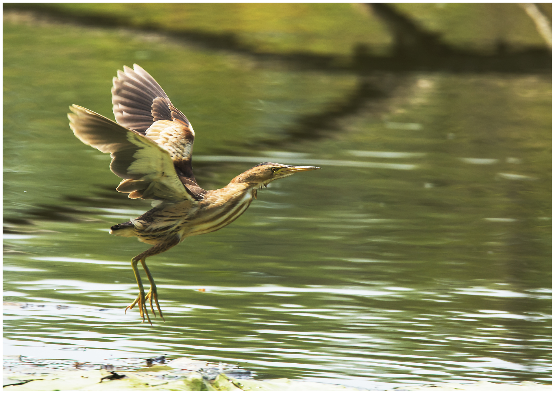 bittern female.