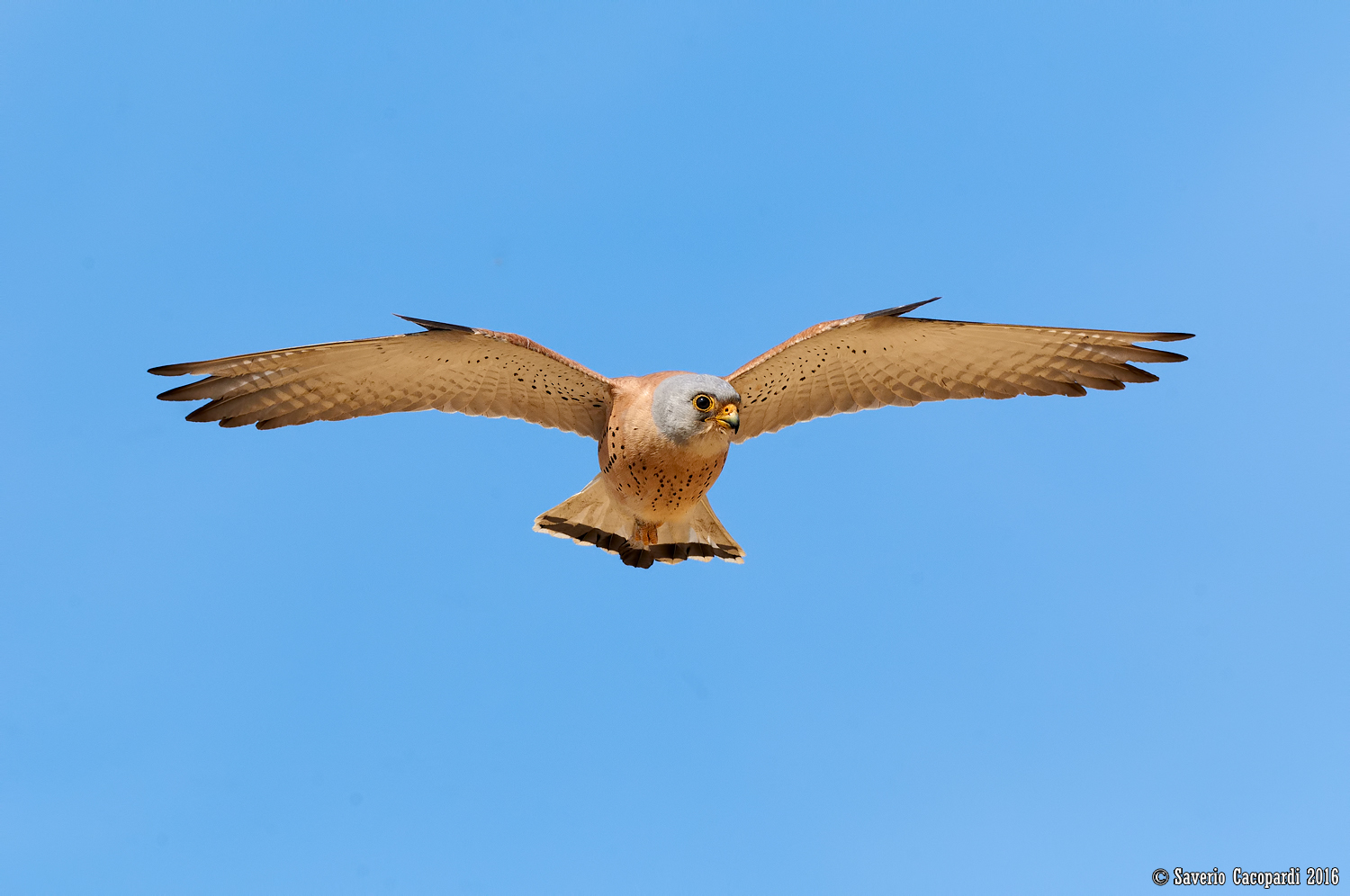Lesser Kestrel in hanging