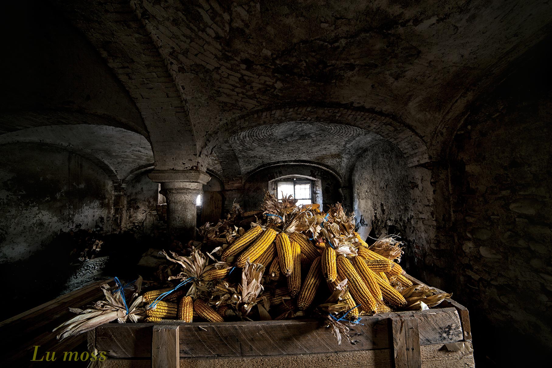 The yellow gold of our grandparents.