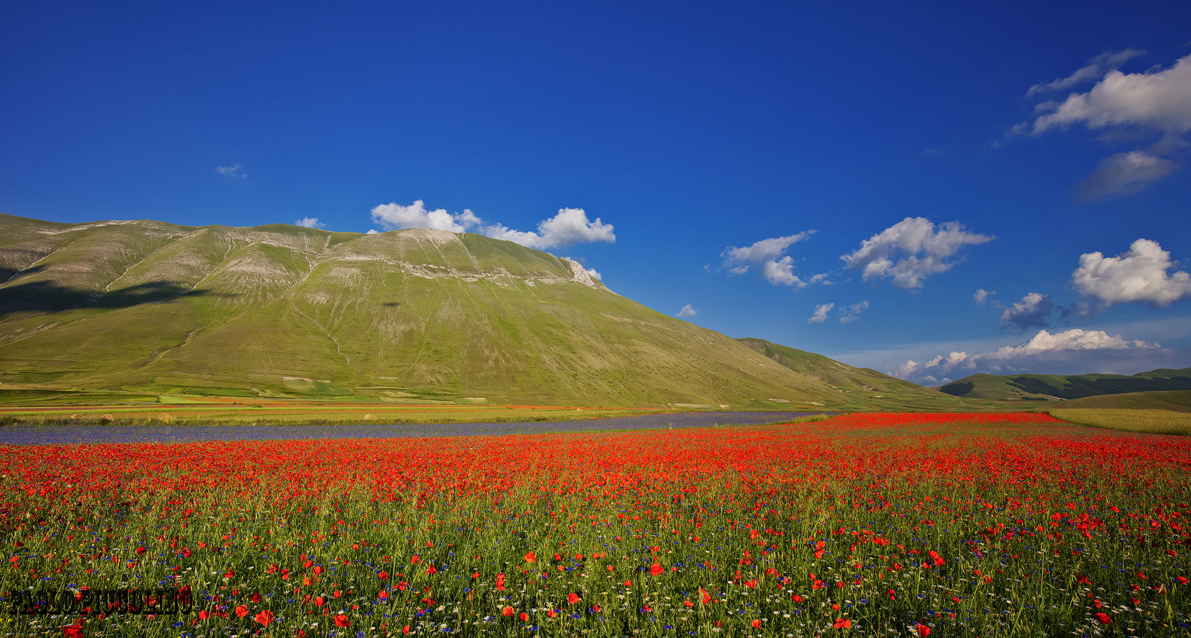 Castelluccio bloom 2016
