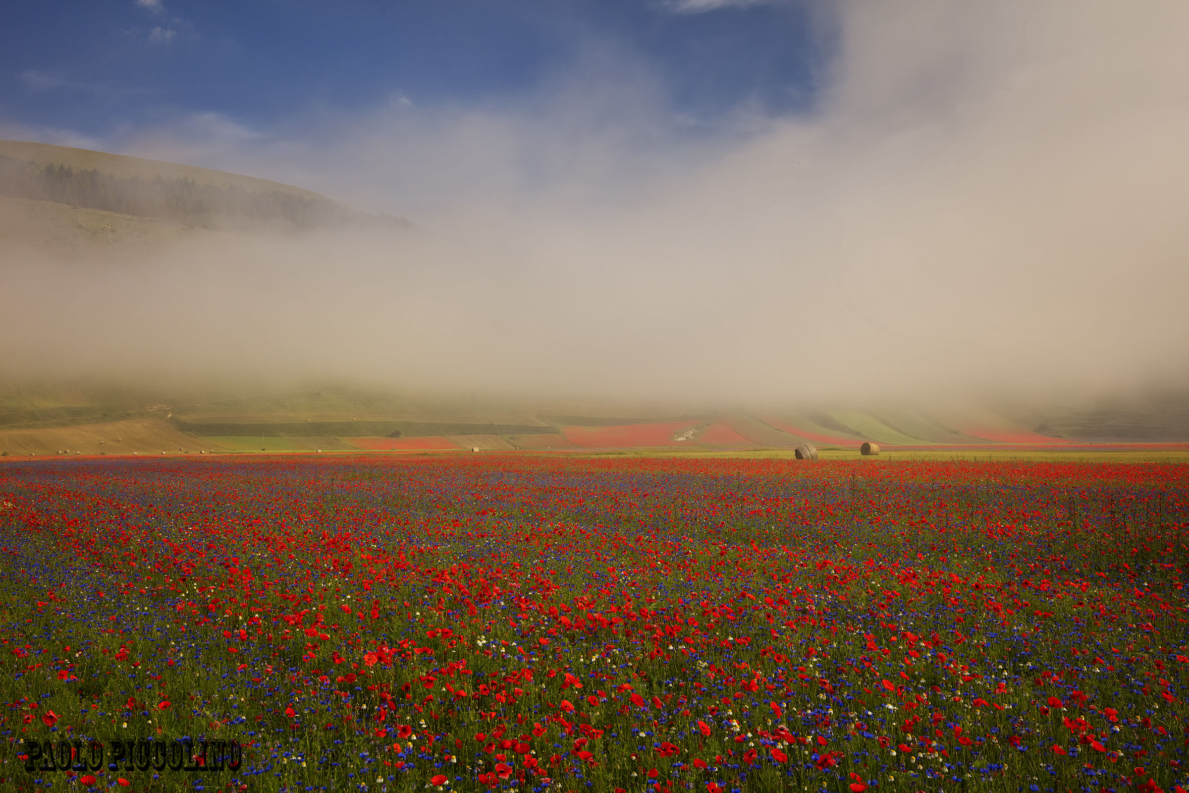 Castelluccio bloom 2016