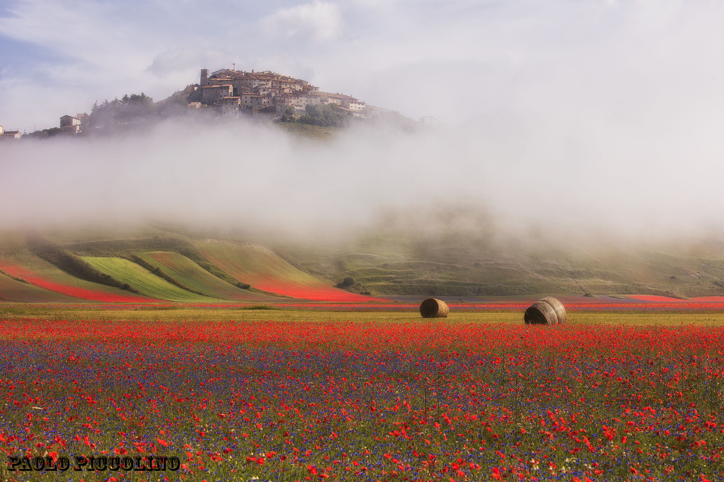 Castelluccio bloom 2016