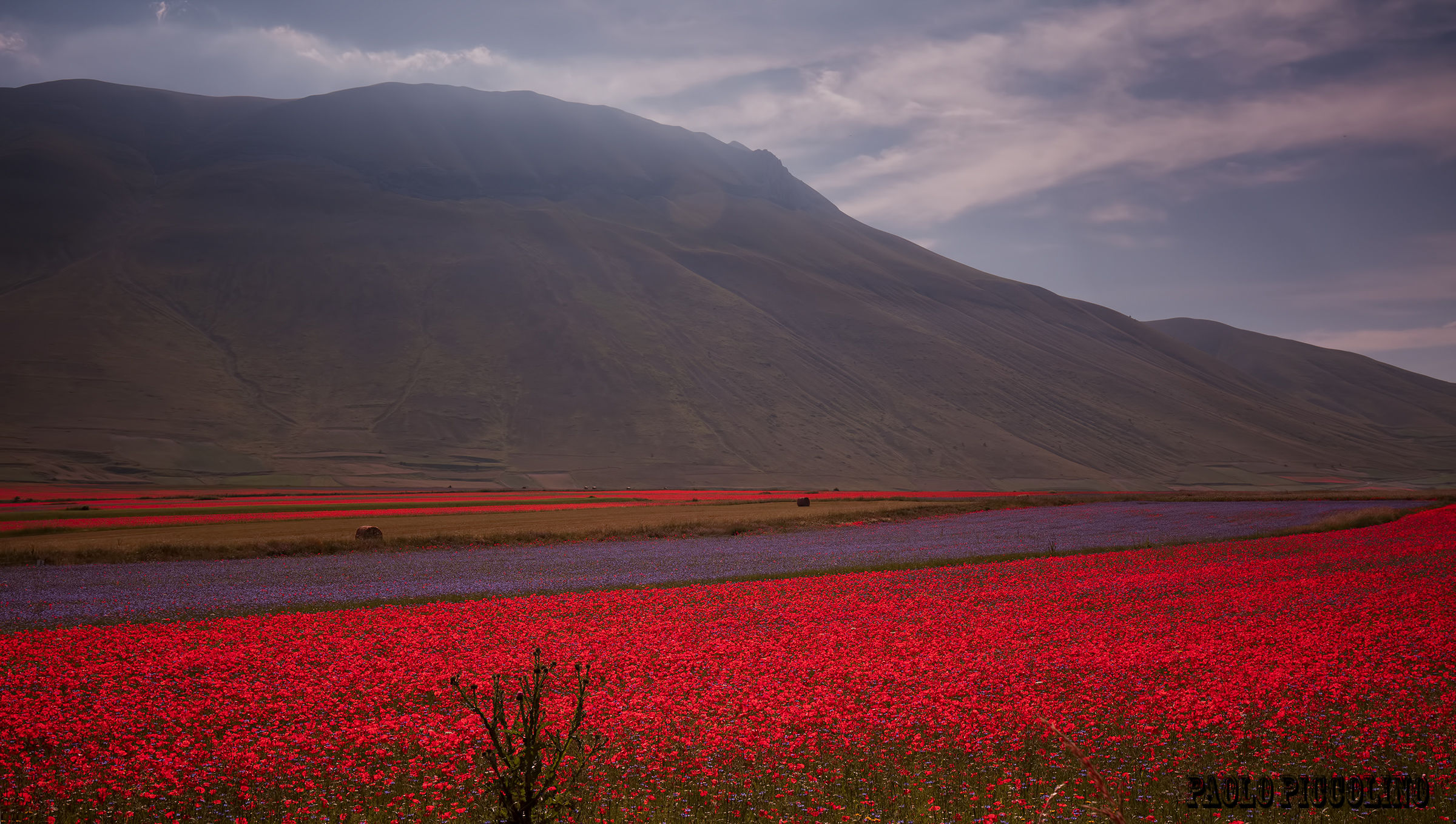Castelluccio bloom 2016