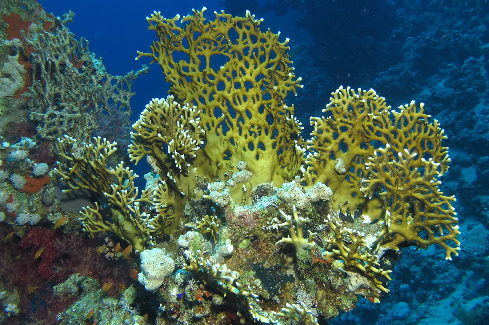 Ras Gazhlani - Red Sea