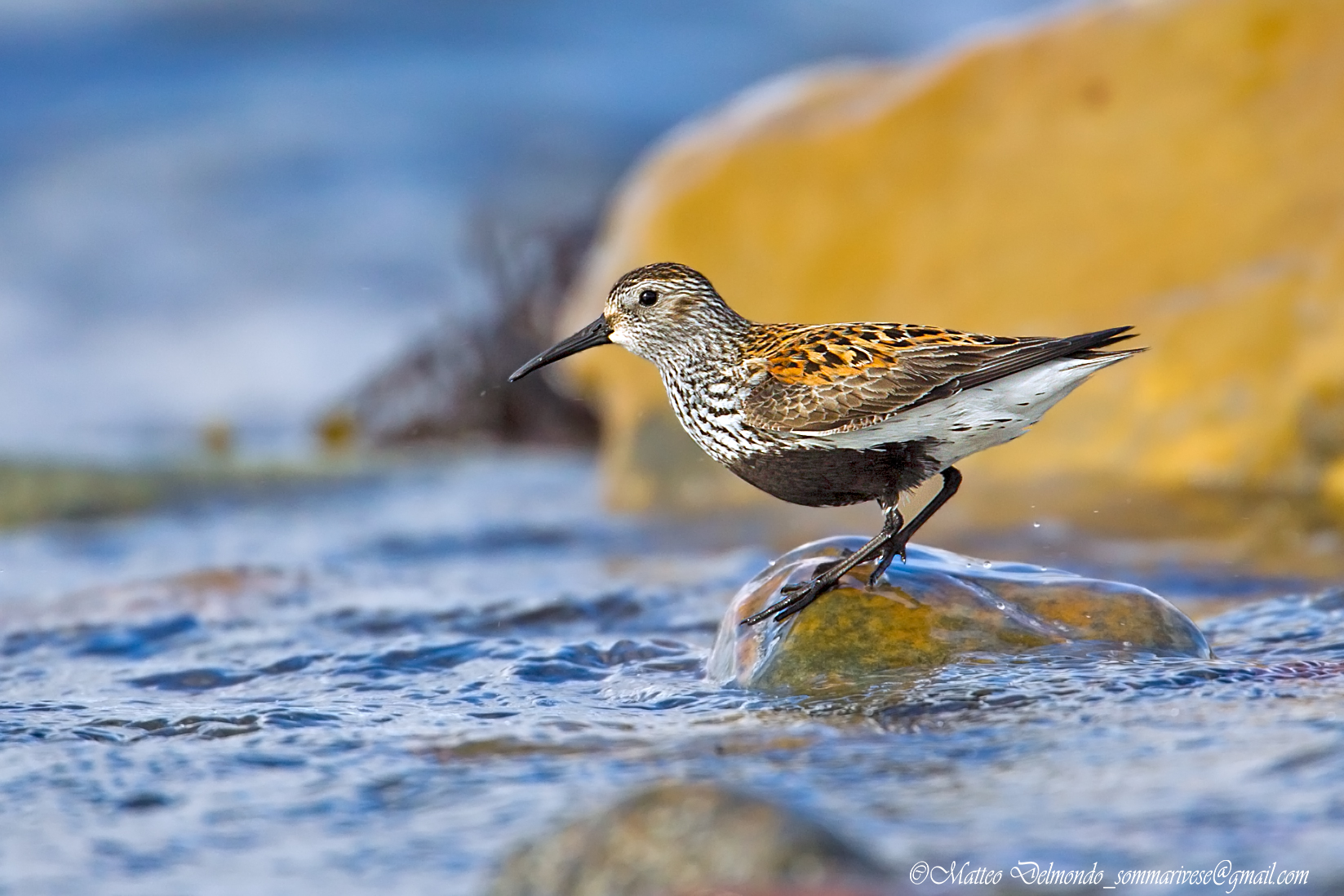 Piovanello pancia nera