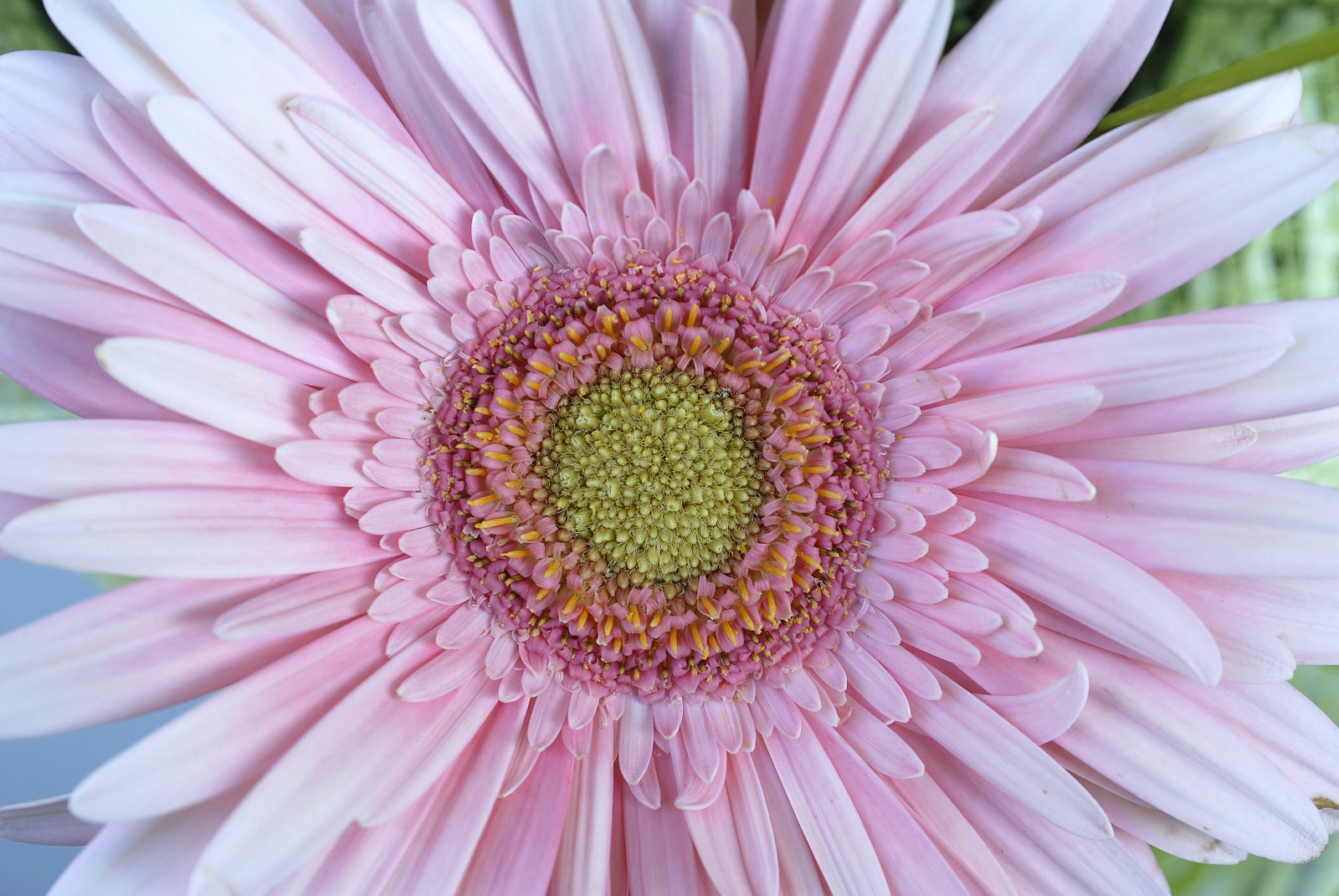 gerbera