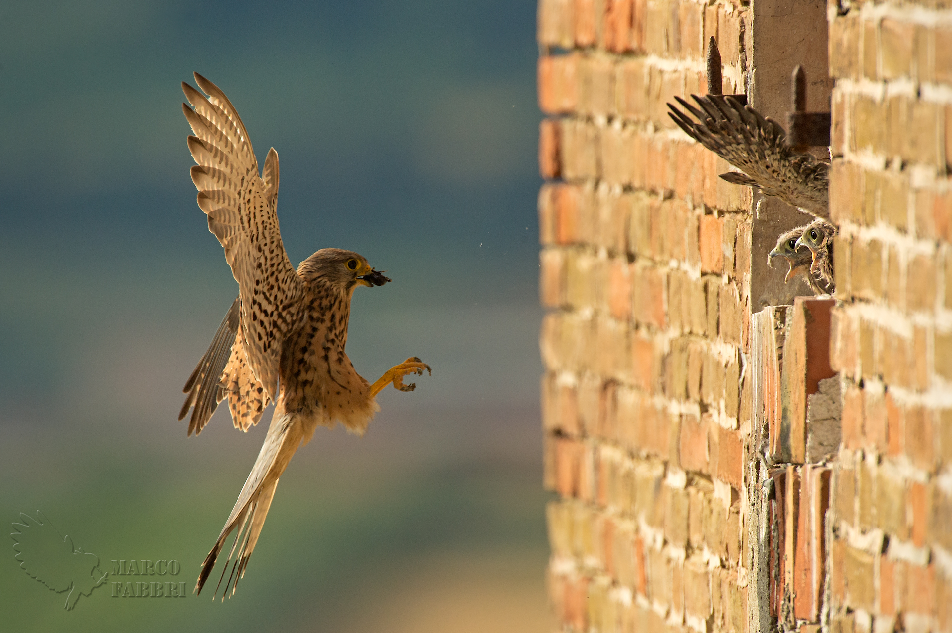 Here comes the jelly